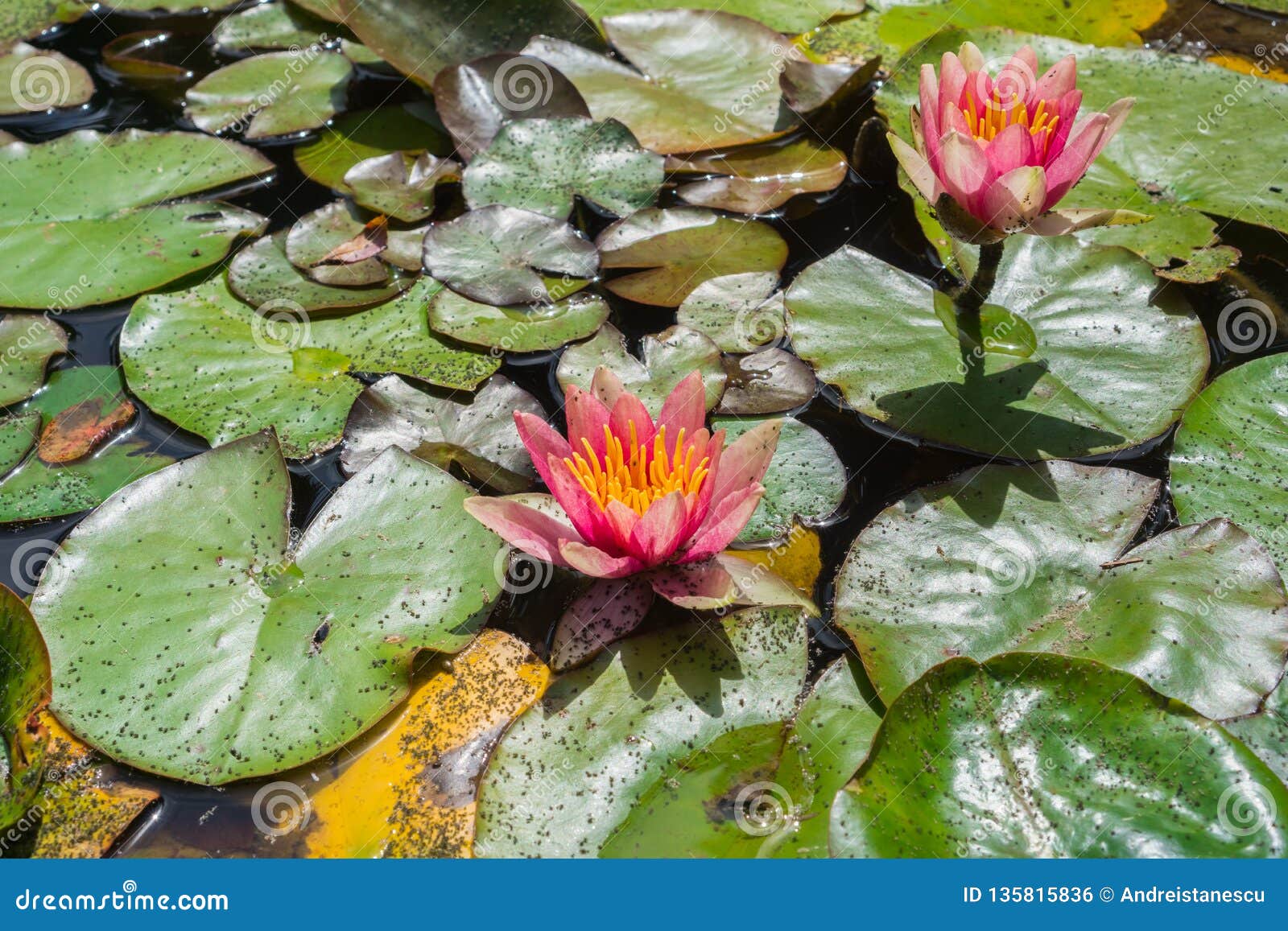 Pink Water Lilies Covered in Tiny Bugs Stock Photo Image of park