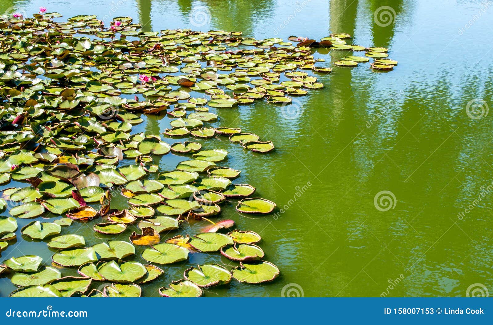 pink water lilies with green lily pads in a murky pond
