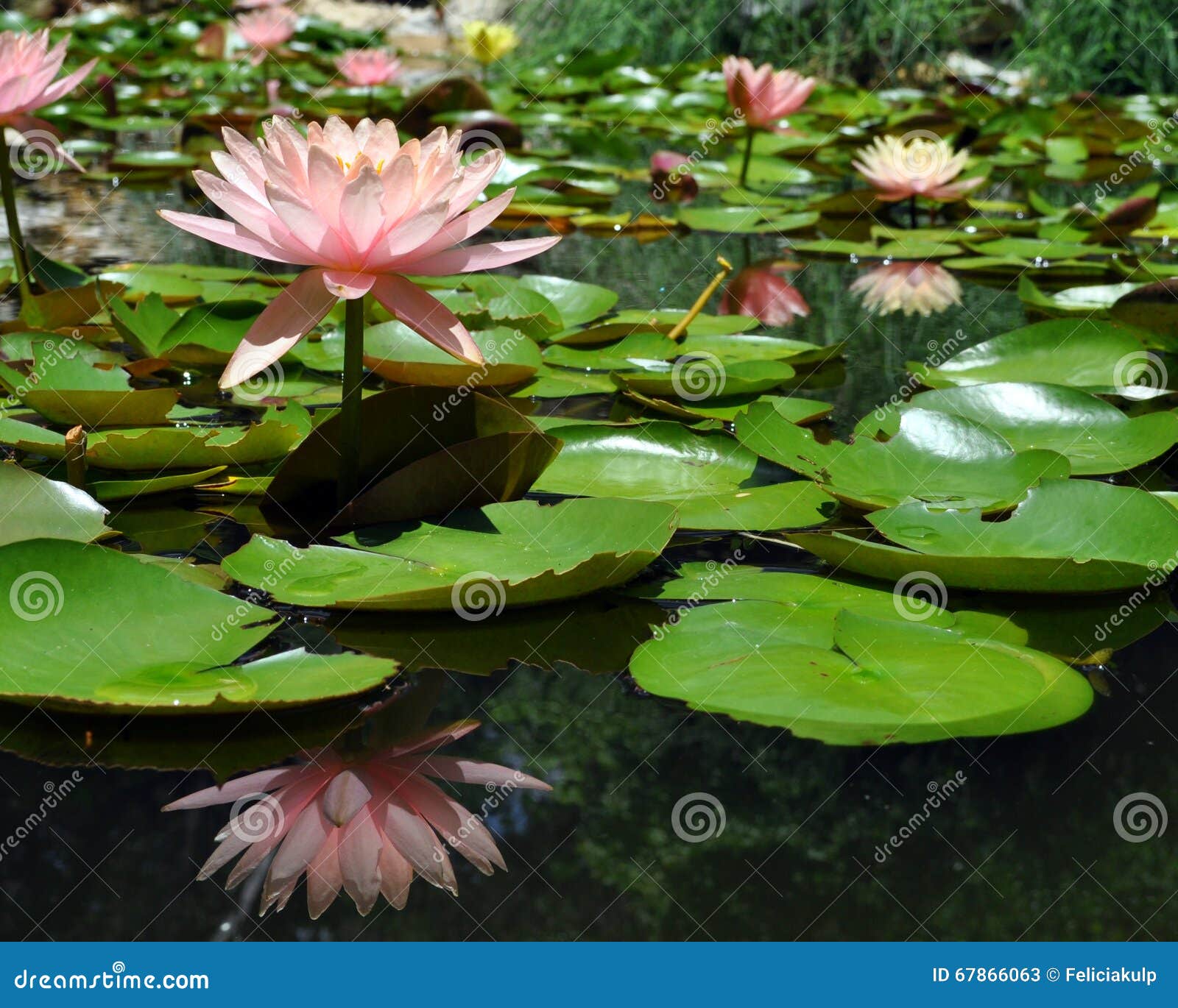 Pink Water Lilies Stock Image Image Of Pastel Yellow 67866063
