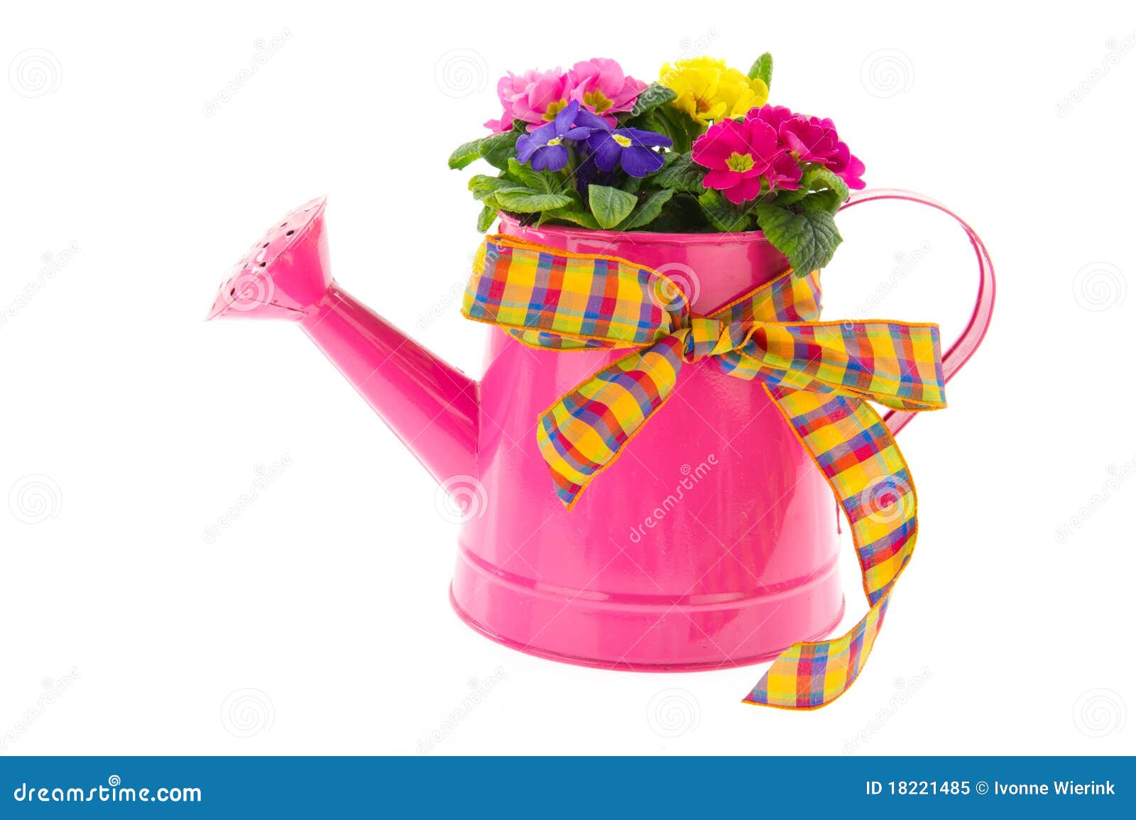 Pink Watering Can with Colorful Primroses Stock Image Image of