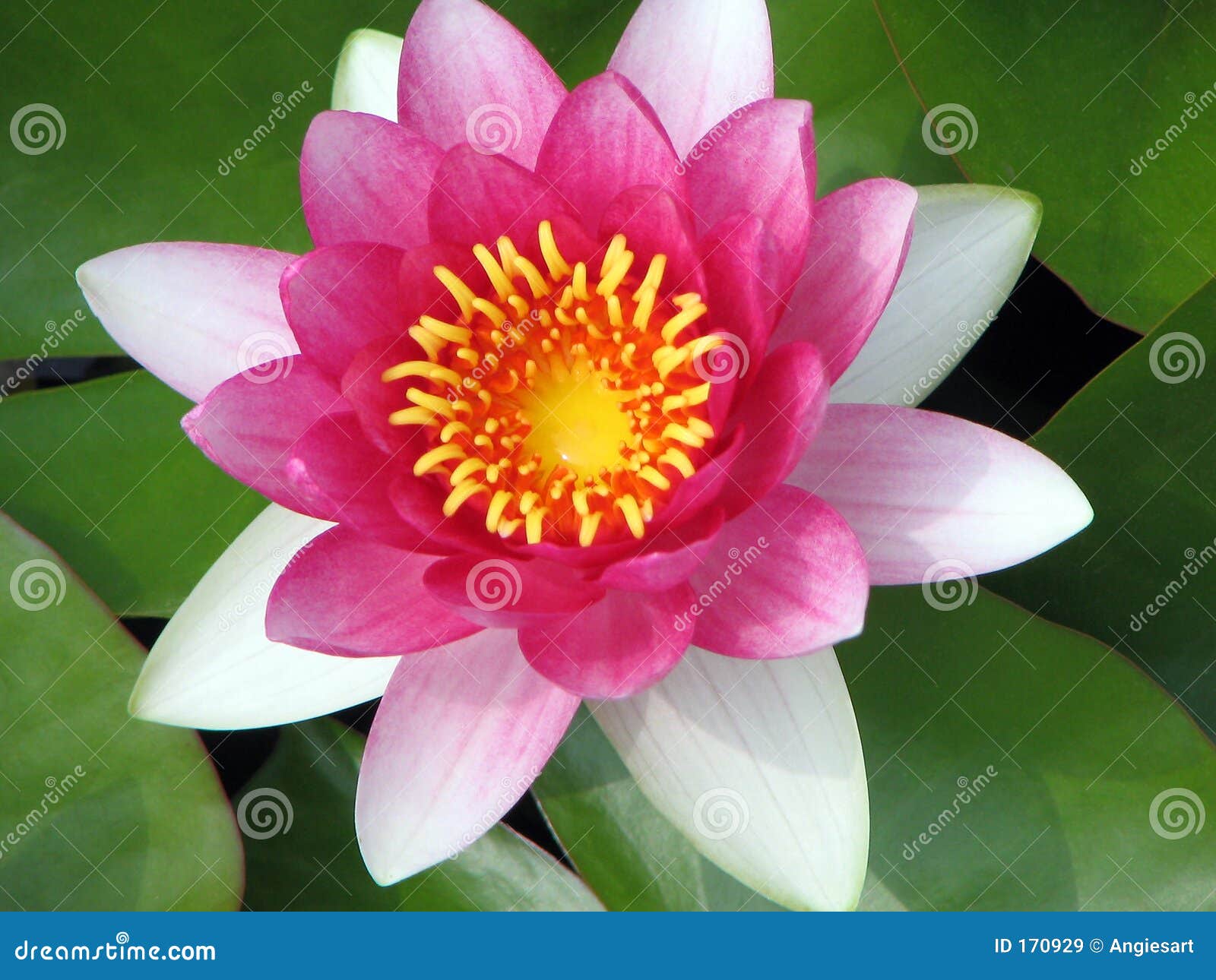 pink waterlily closeup