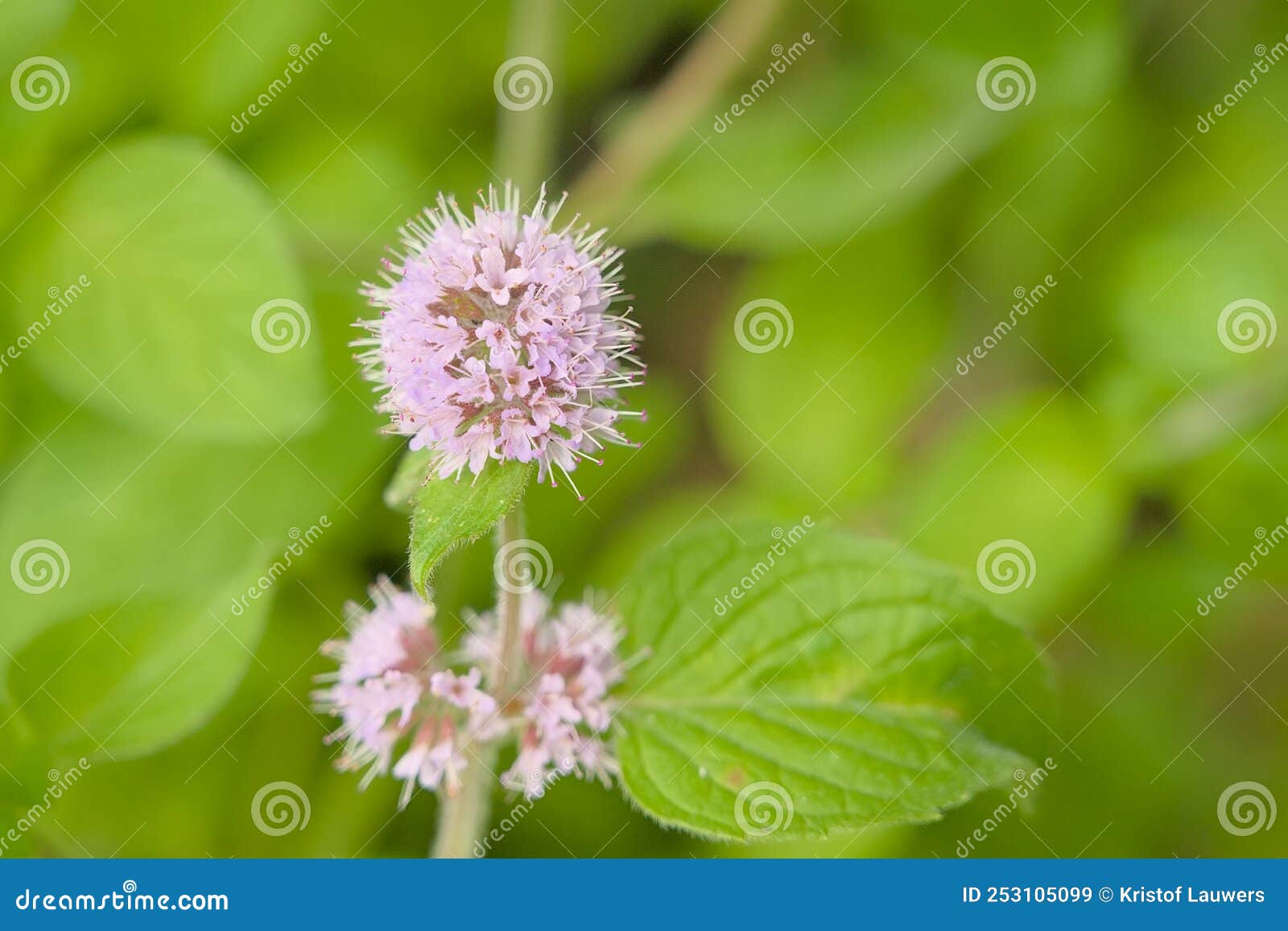 pink watermint flowers closeup - mentha aquatica