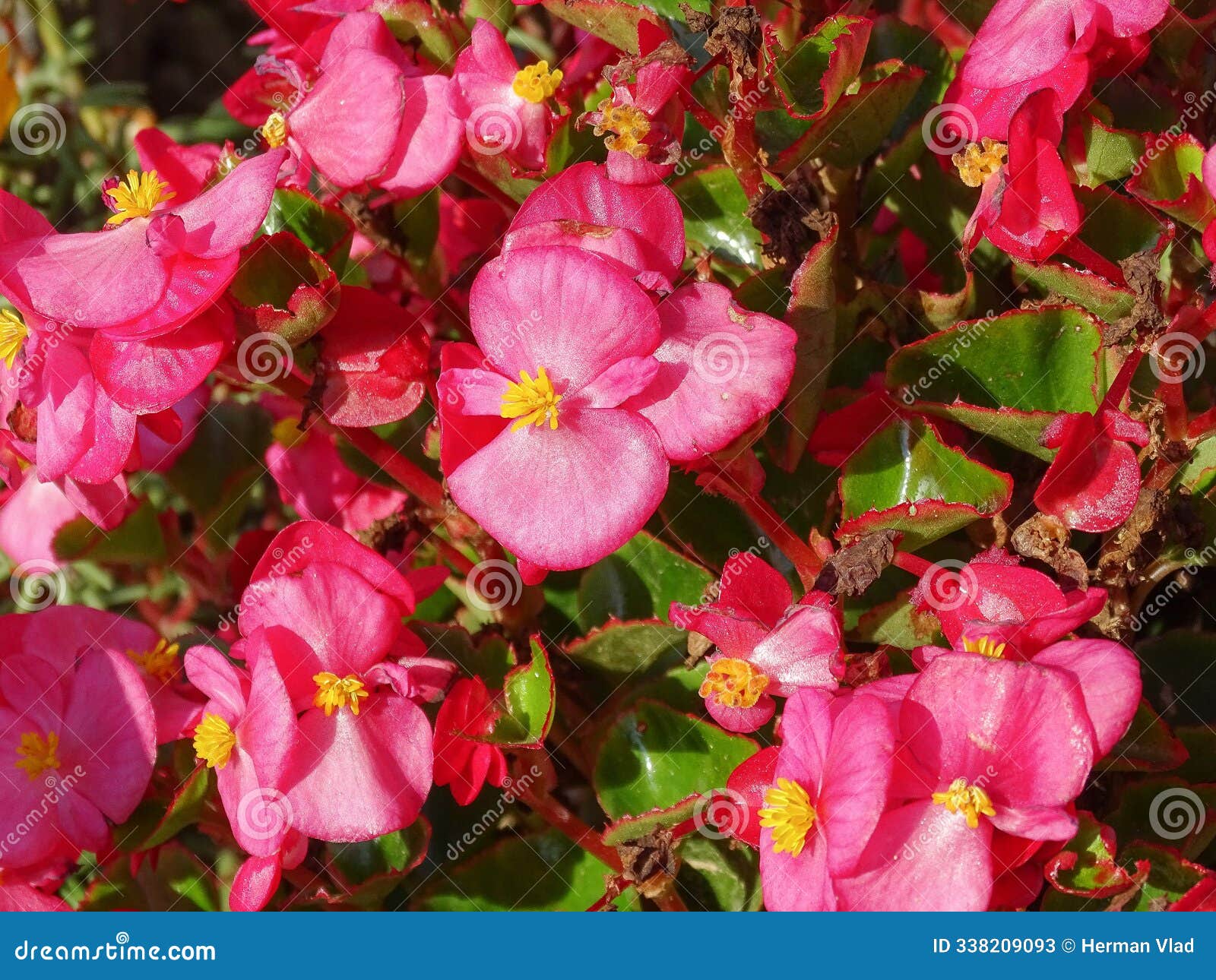 pink wax begonia flowers. begonia cucullata