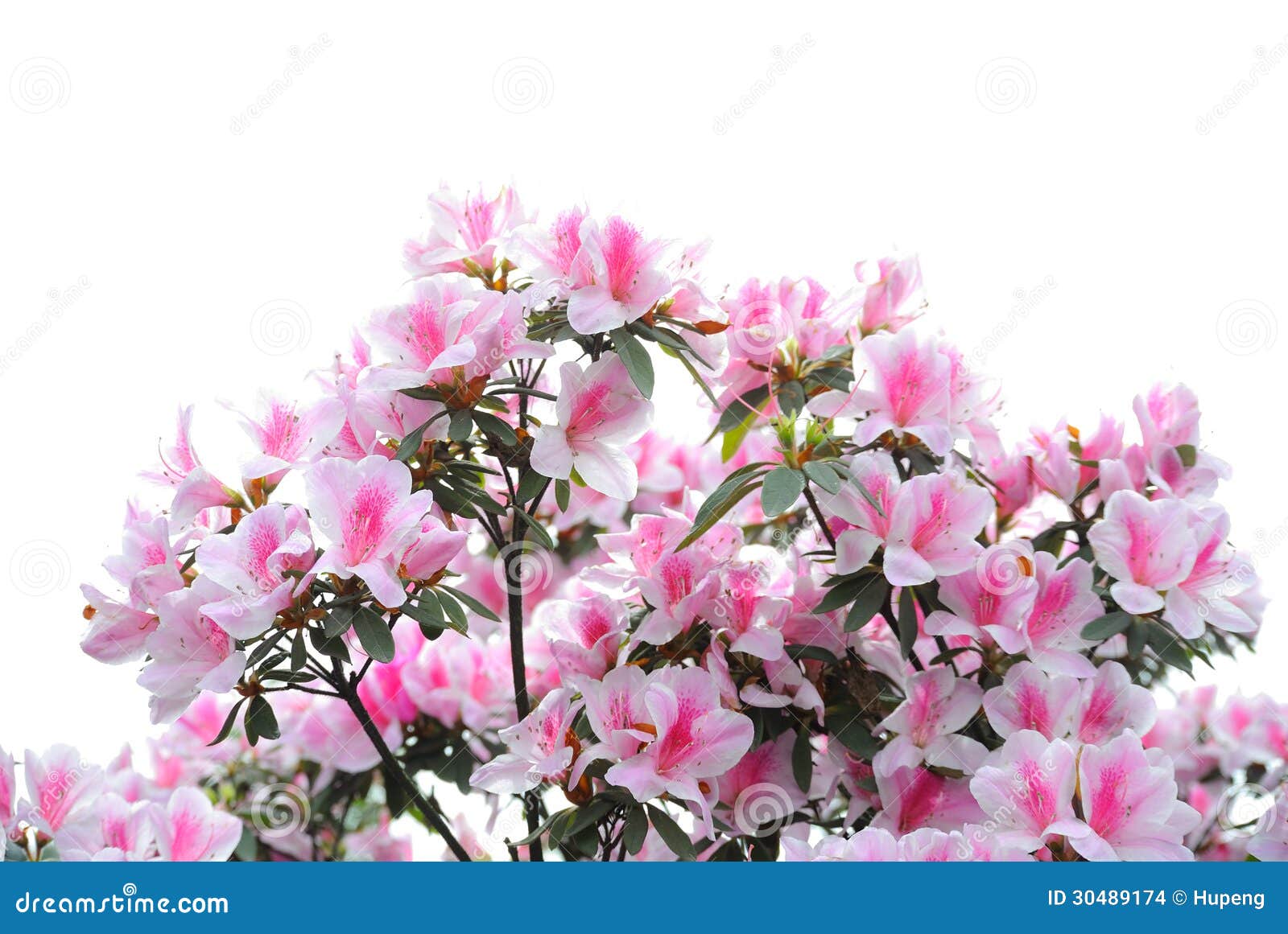 pink and white azalea blooms