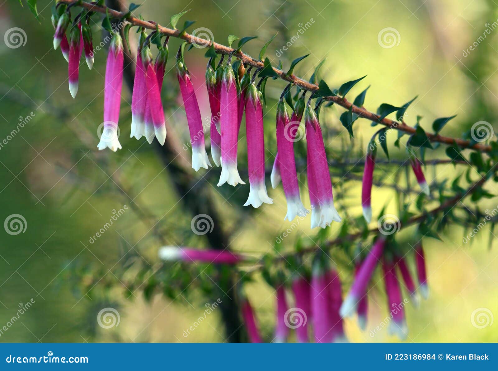 pink and white bell-d flowers of the australian fuchsia heath, epacris longiflora