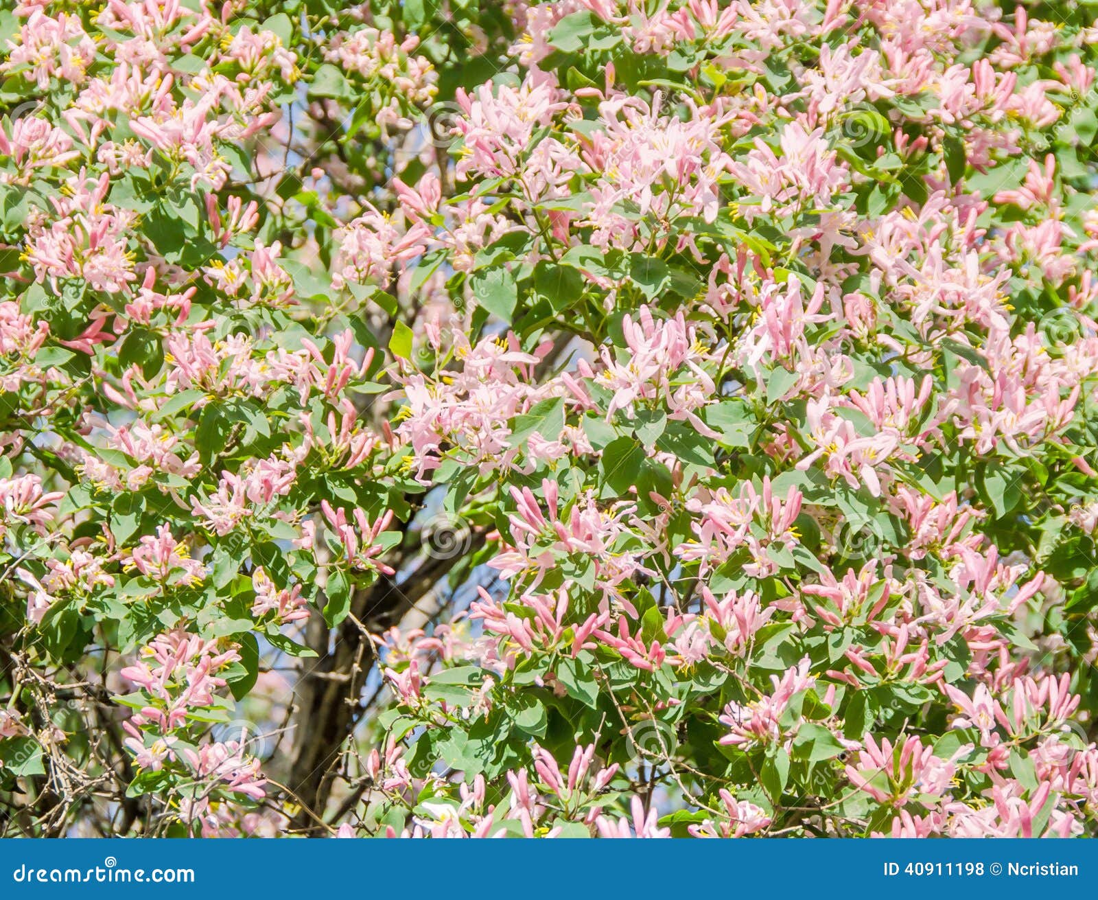 Pinkwhite Bush Flowers Stock Photo Image 40911198