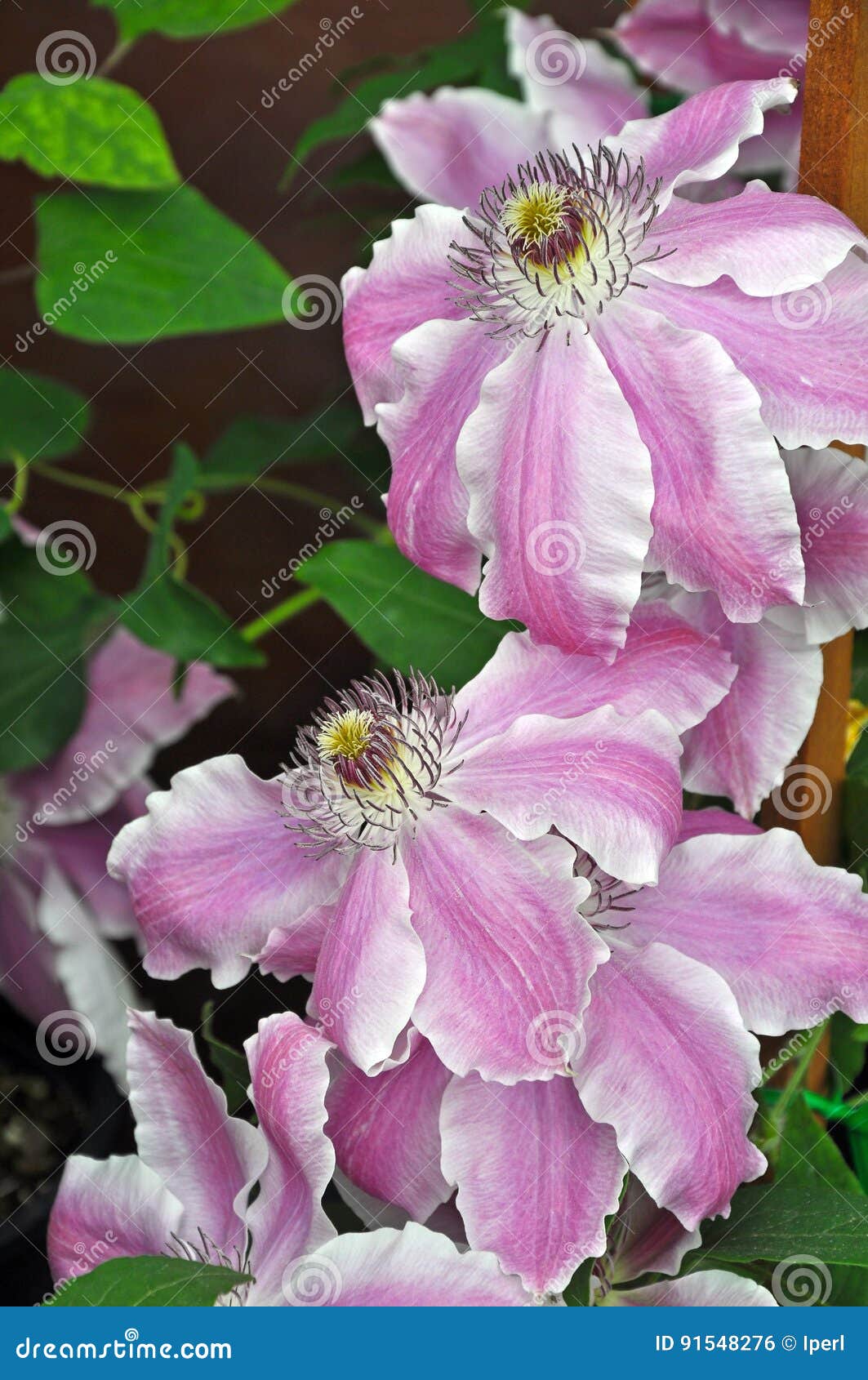 Pink and White Clematis Flowers Stock Photo Image of spring, beauty
