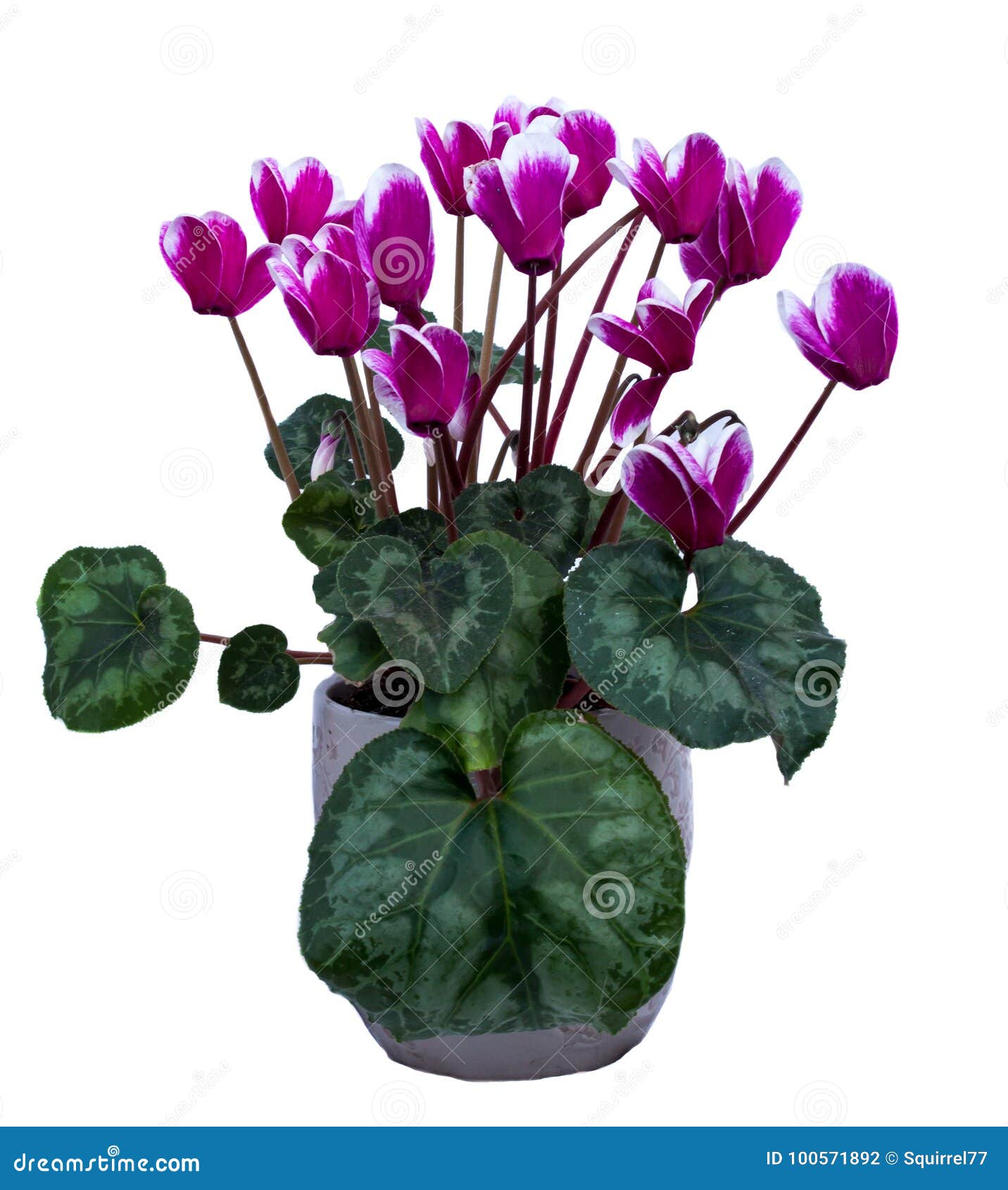 Pink and White Cyclamen Plant with Many Flower Blossoms Isolated on White  Background Stock Photo - Image of petal, flower: 100571892