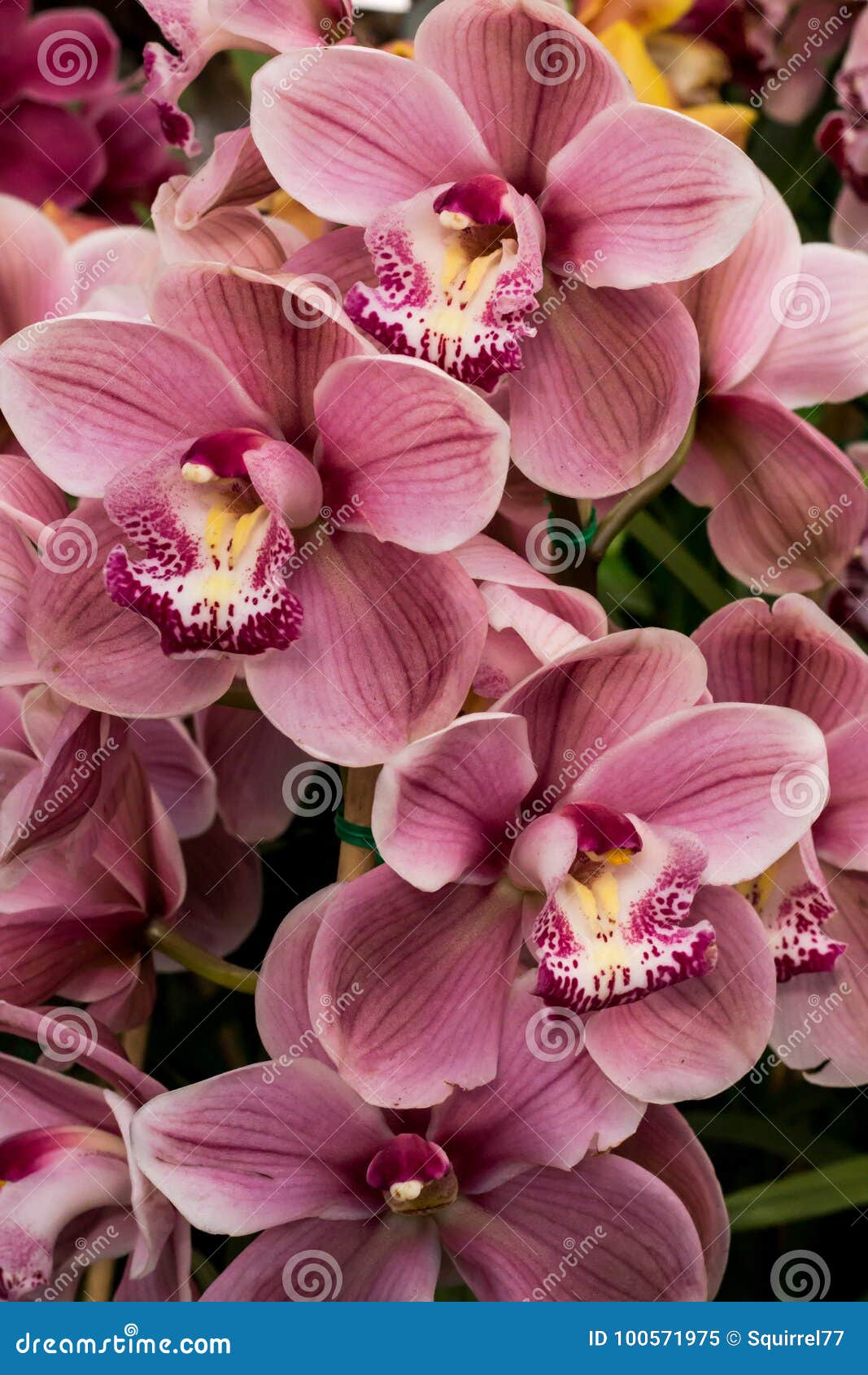Pink and White Tropical Cymbidium Orchid Flower Blossoms Stock Image -  Image of garden, exotic: 100571975