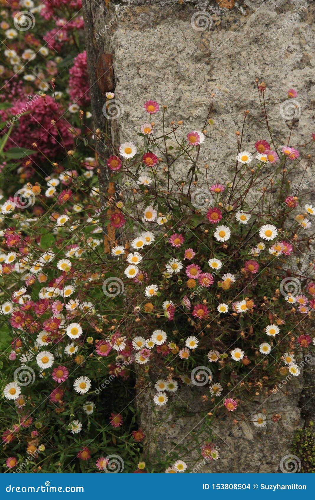 Pink and White Daisies on Stone Steps Stock Photo Image of wall
