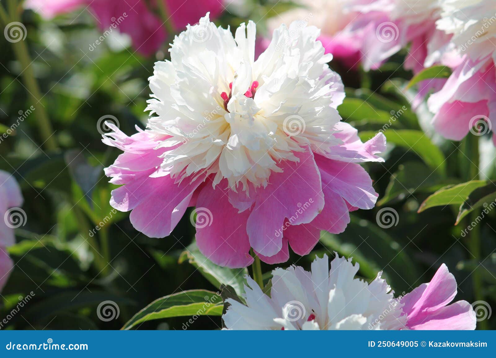 pink-white double flower of paeonia lactiflora cultivar cora stubbs close-up. flowering peony