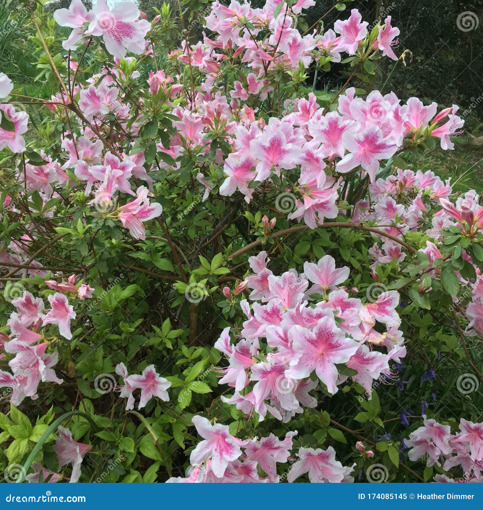 Pink and White Flower Bush in Gardens Stock Image Image of flowering