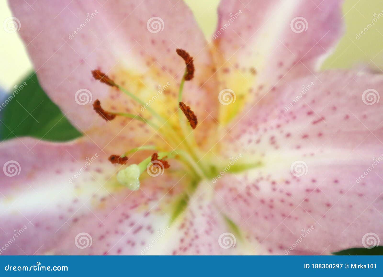 close-up of an open lilium flower.
