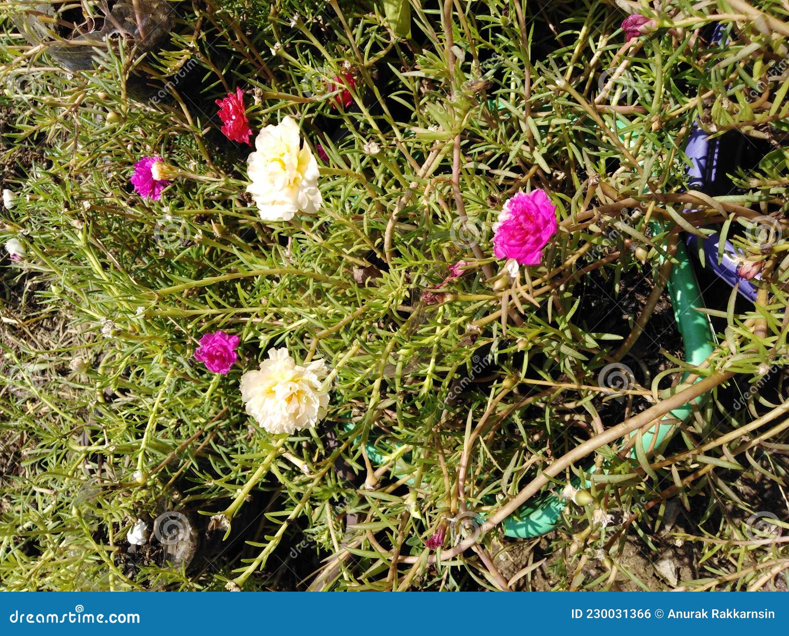 Pink and White Flower in Garden Stock Photo Image of garden, white 230031366