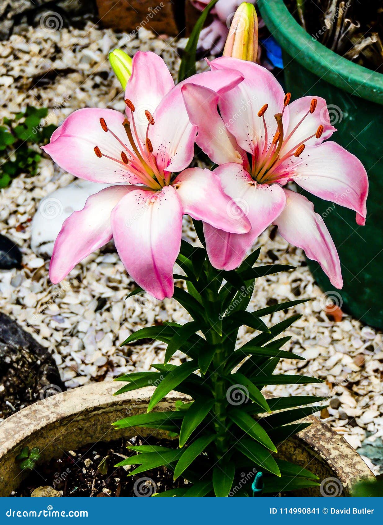 colourful garden flower, ranui, auckland, new zealand