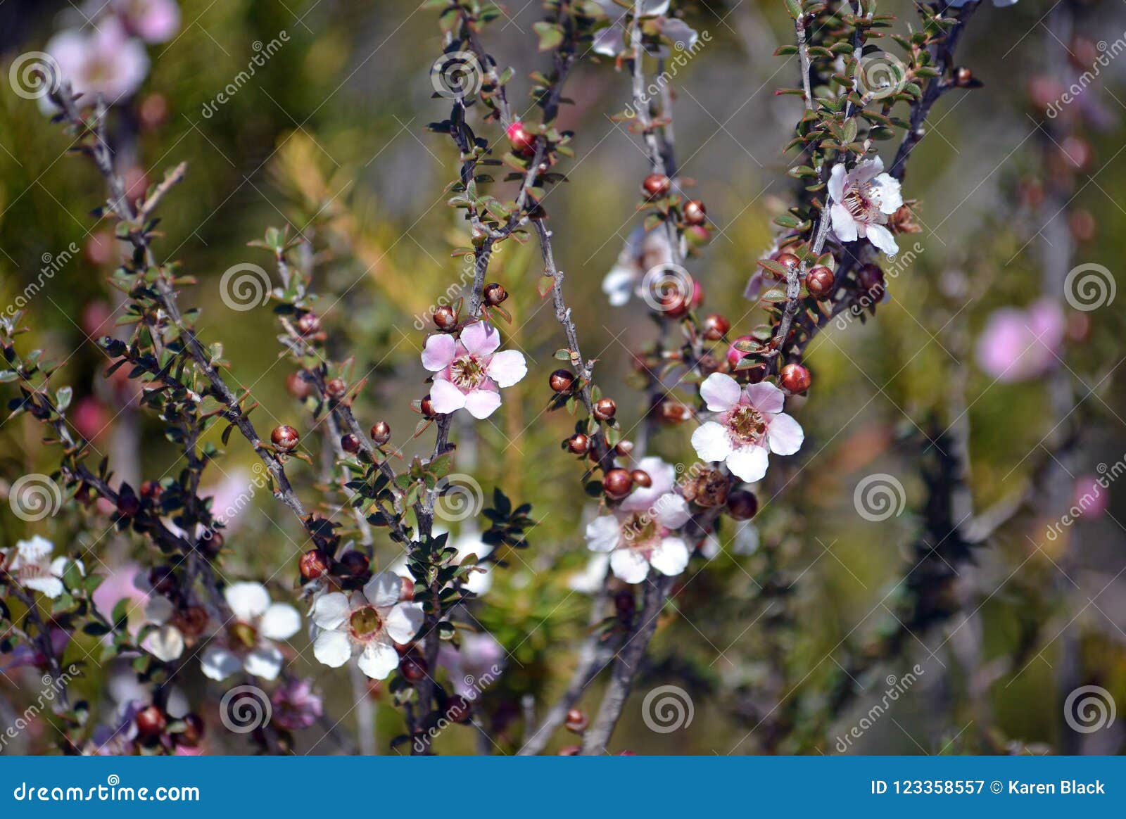 ugunstige Uhøfligt Korea Australian Native Tea Tree Leptospermum Squarrosum Flowers Stock Image -  Image of native, squarrosum: 123358557