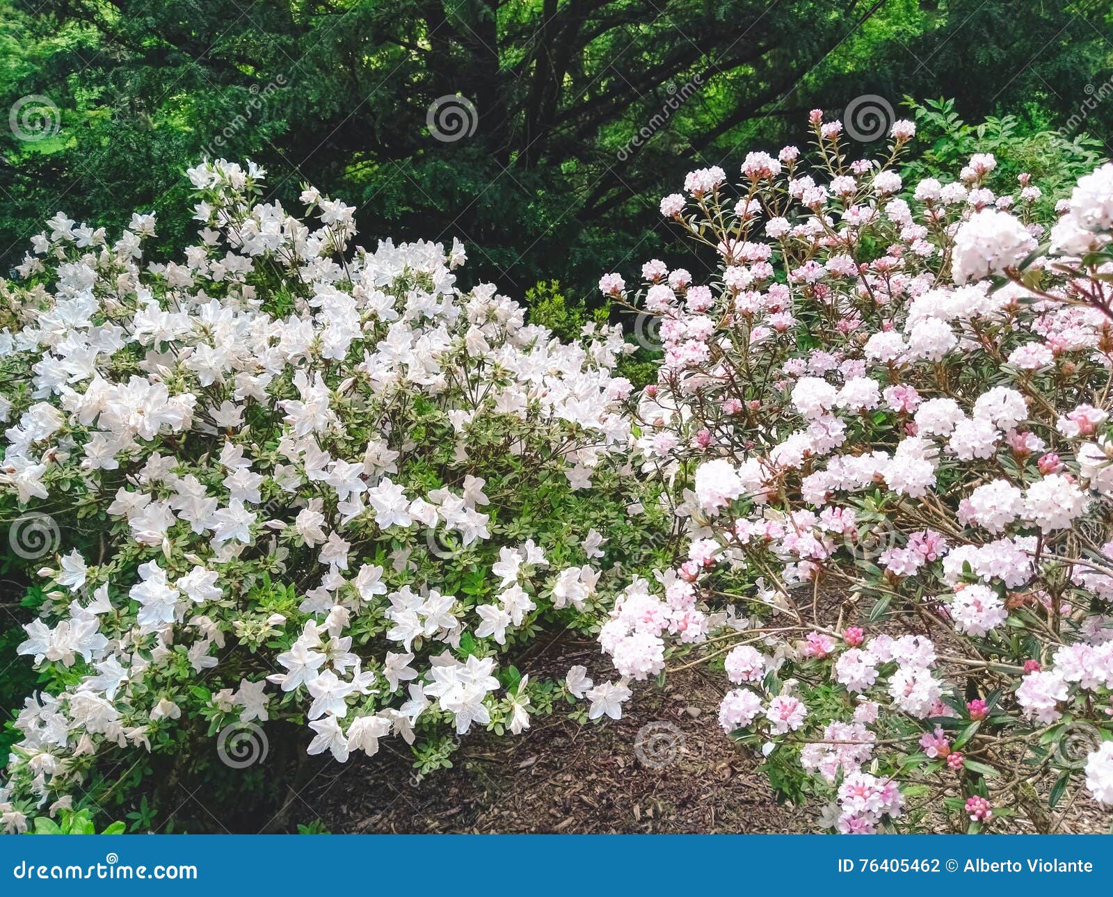 Pink and White Flowers in a Garden Stock Photo Image of gardens, destination 76405462
