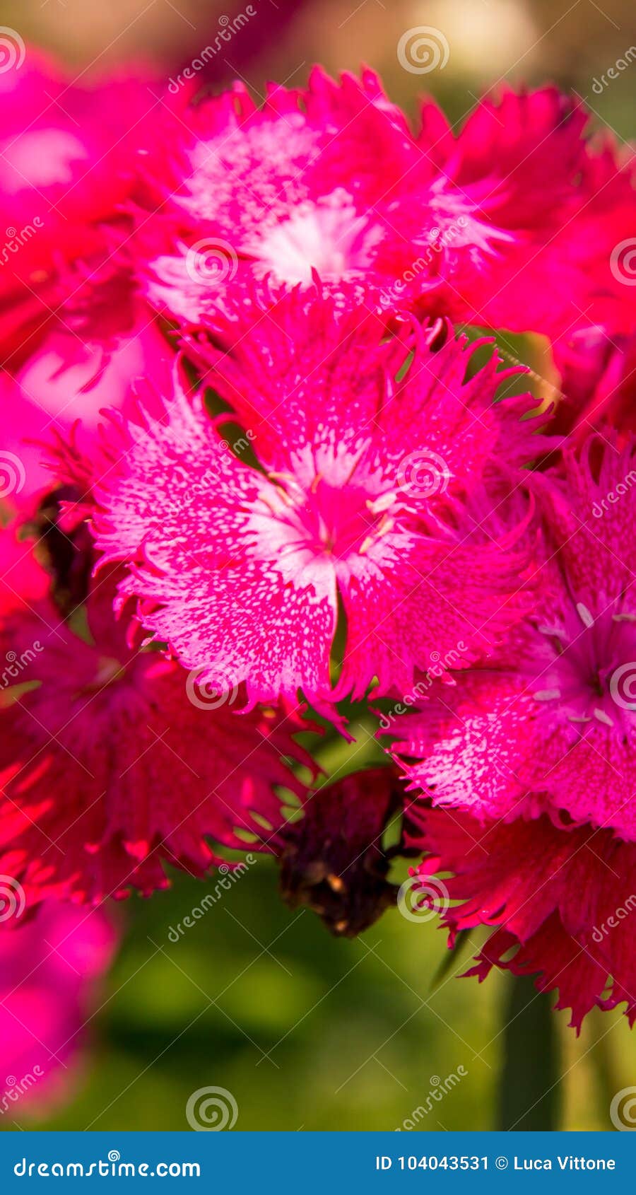 Pink and white flowers stock image. Image of eating - 104043531