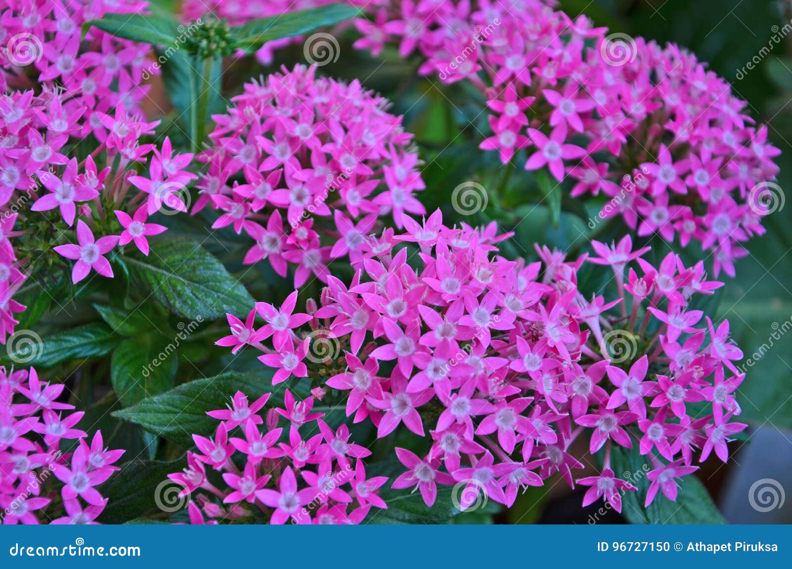 Pink with White Inside of Ixora Flowers Stock Photo - Image of blossom,  natural: 96727150