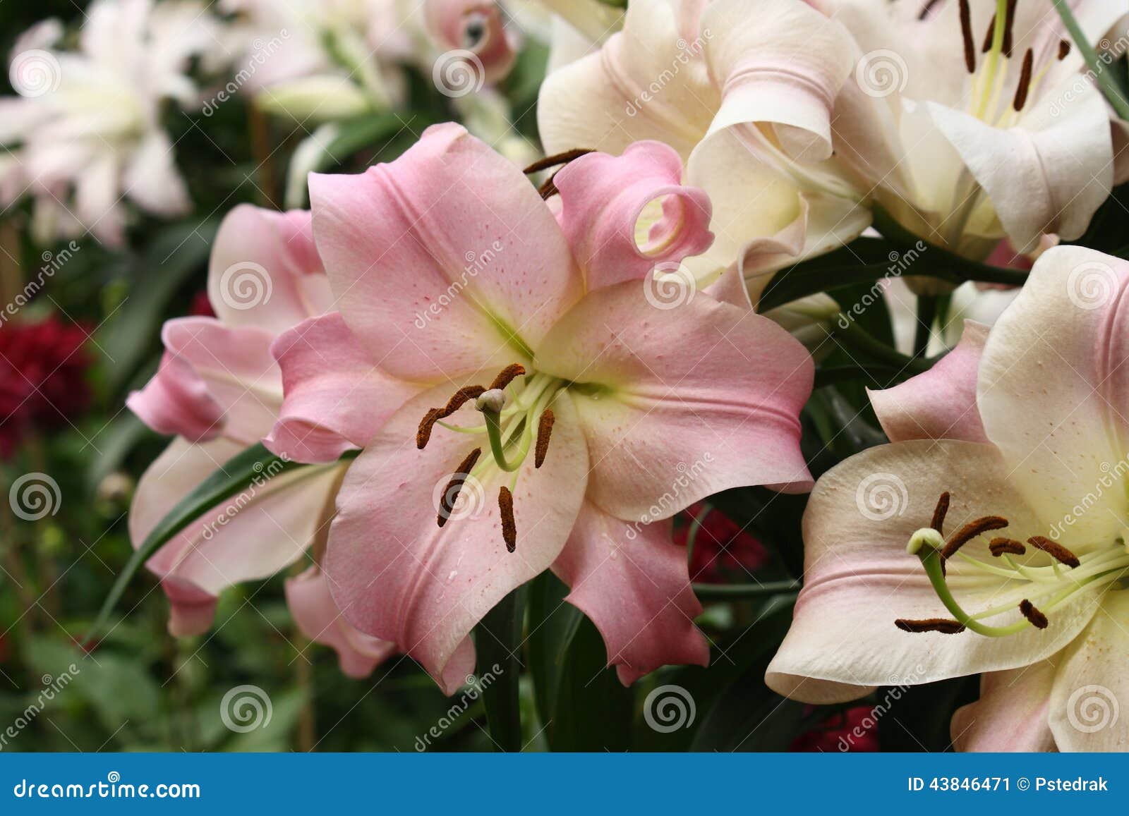 Pink and white lillies stock image. Image of lillies - 43846471