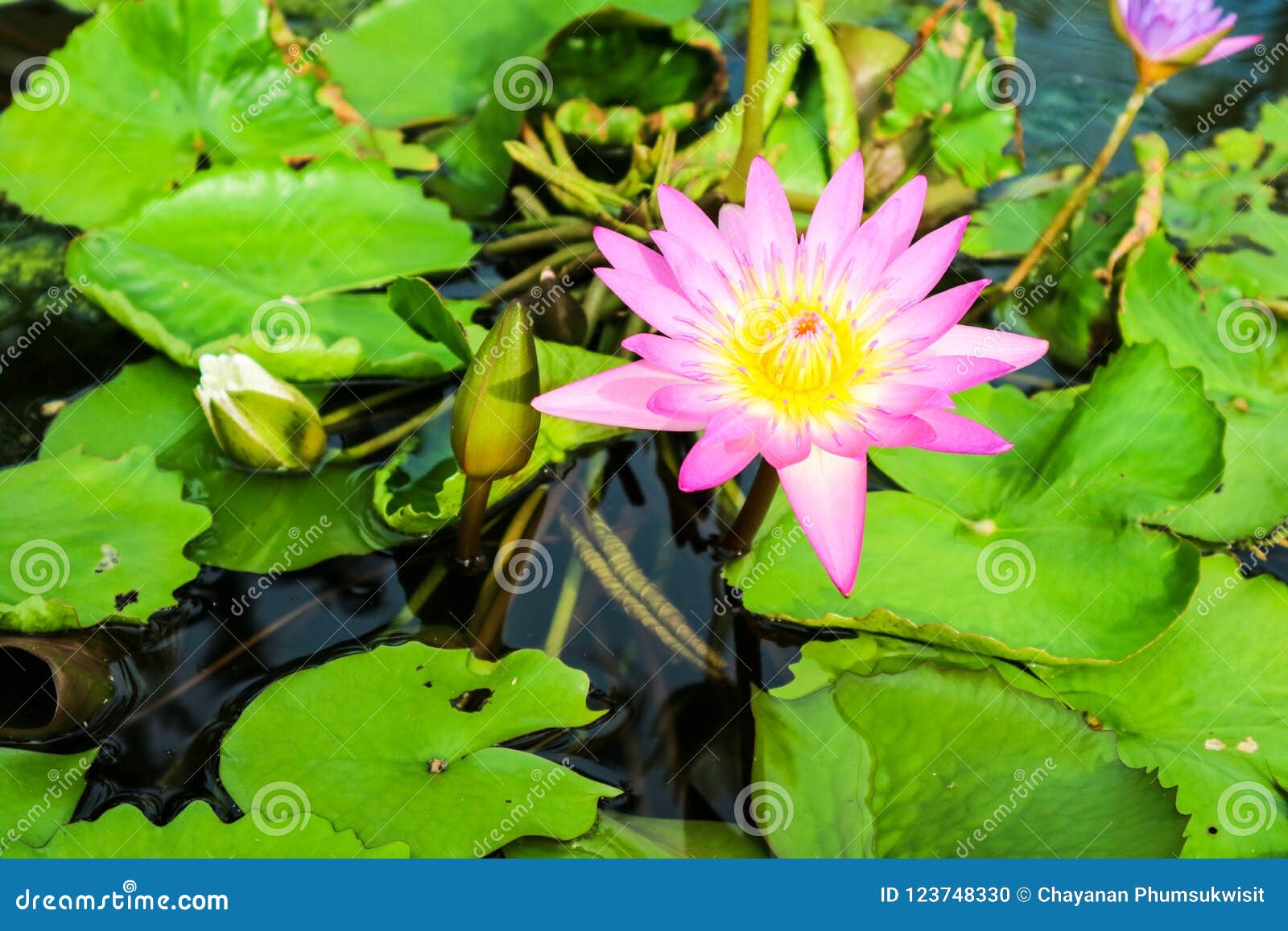 Pink White Lotus Flower Blooming on Water Surface Swamp Stock Photo