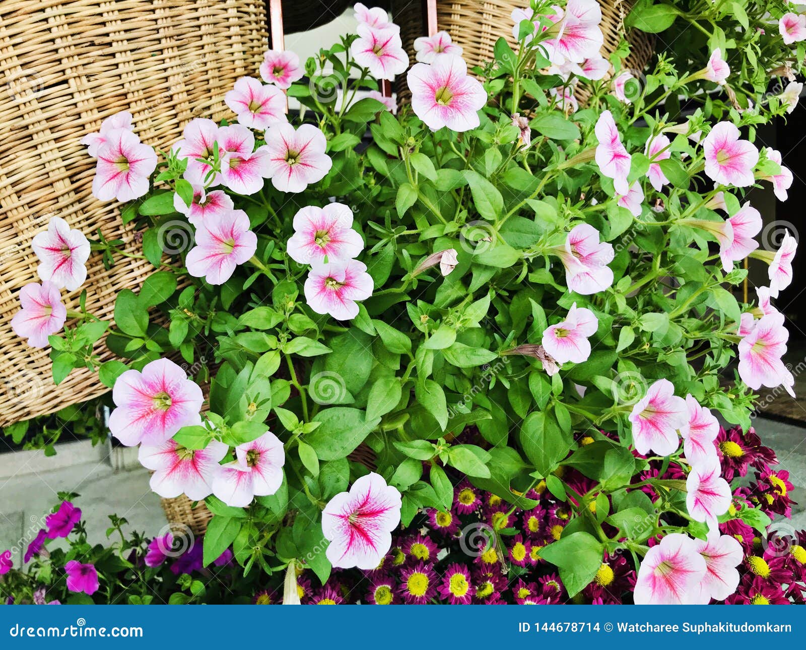 Pink & White Petunia Flowers. Stock Photo - Image of flower, decorate ...