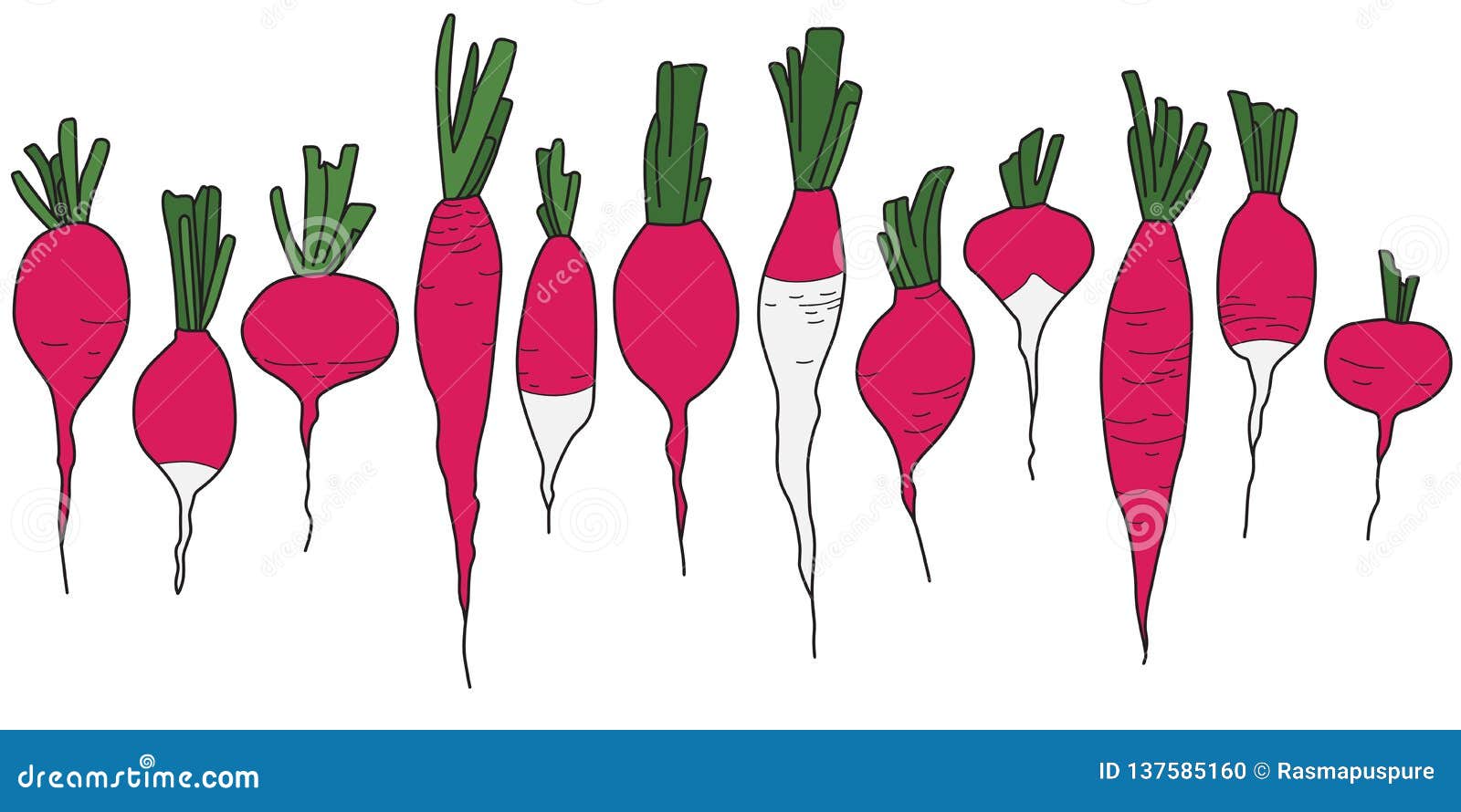 Pink and White Radish Vegetables Seamless Line Pattern on White Stock