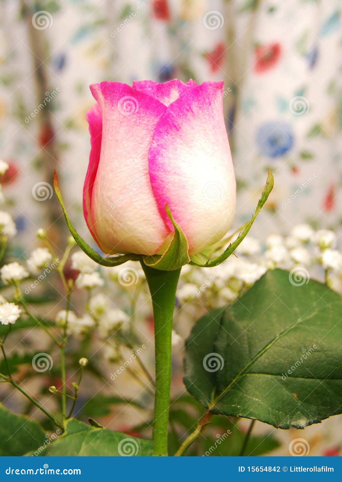 Pink & White Rose stock photo. Image of rose, floral 15654842