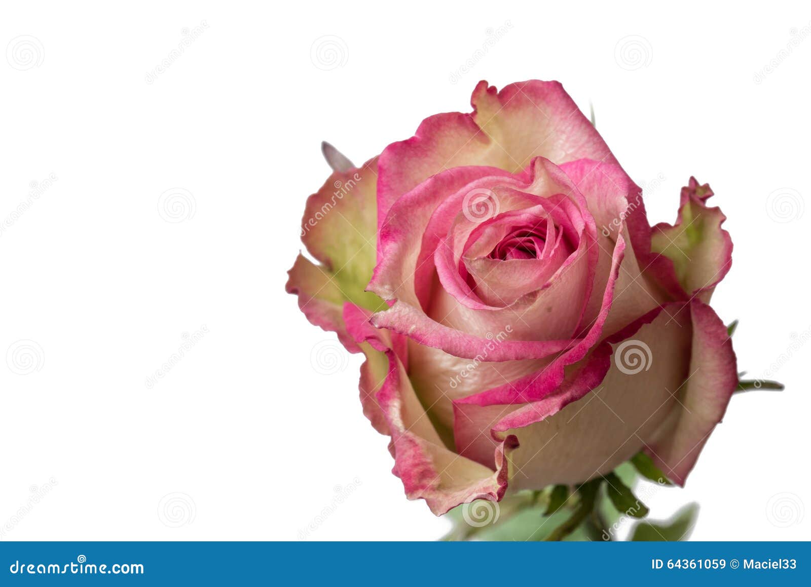 Pink and White Rose Close Up Stock Image Image of dating, gift 64361059