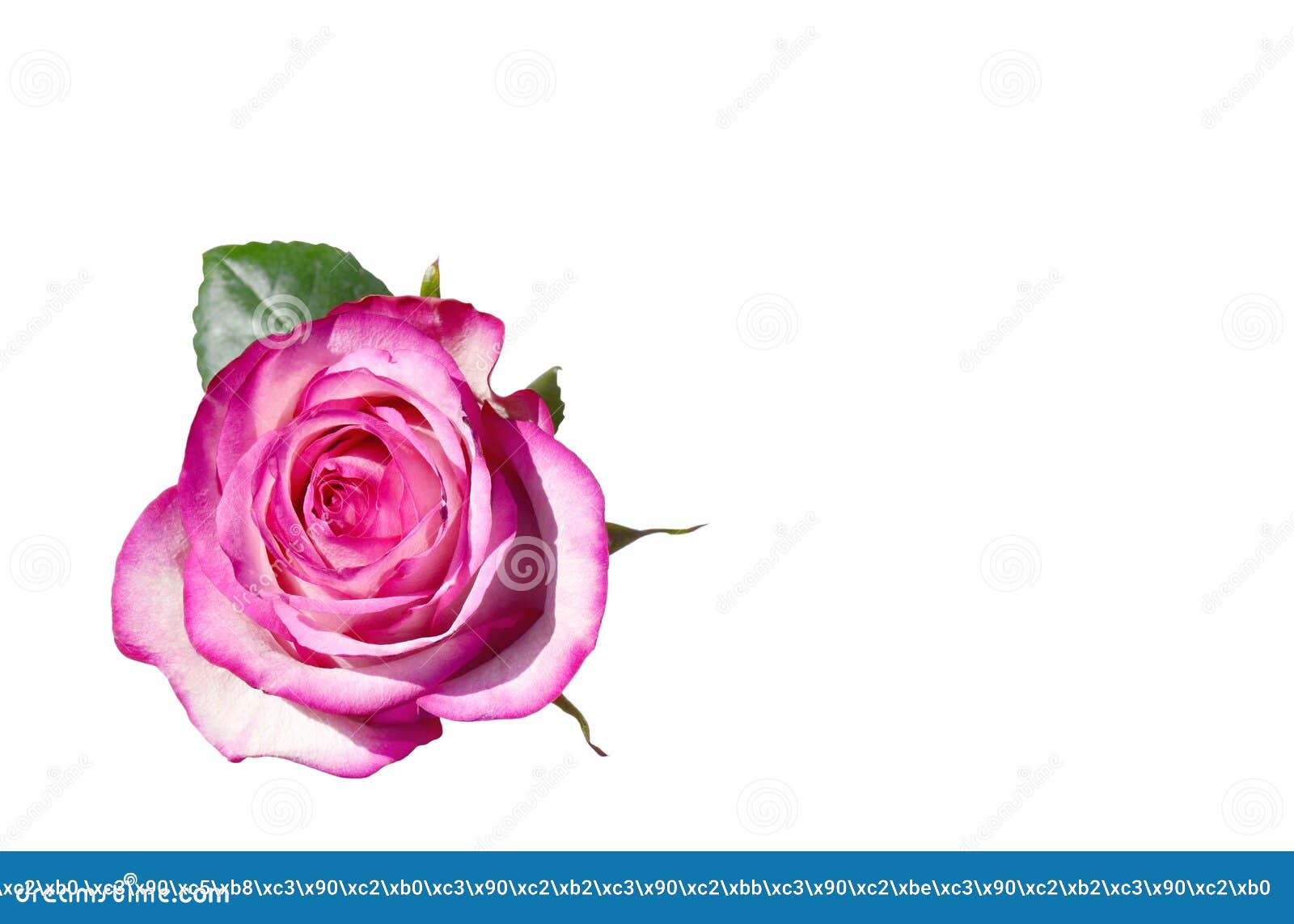 Pink and White Rose Flower on a White Background. Stock Image Image
