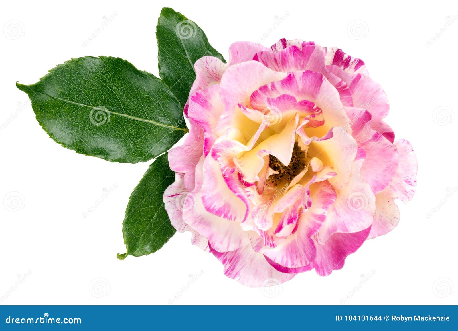 43,661 Rose Leaves Isolated Stock Photos - Free & Royalty-Free Stock Photos  from Dreamstime