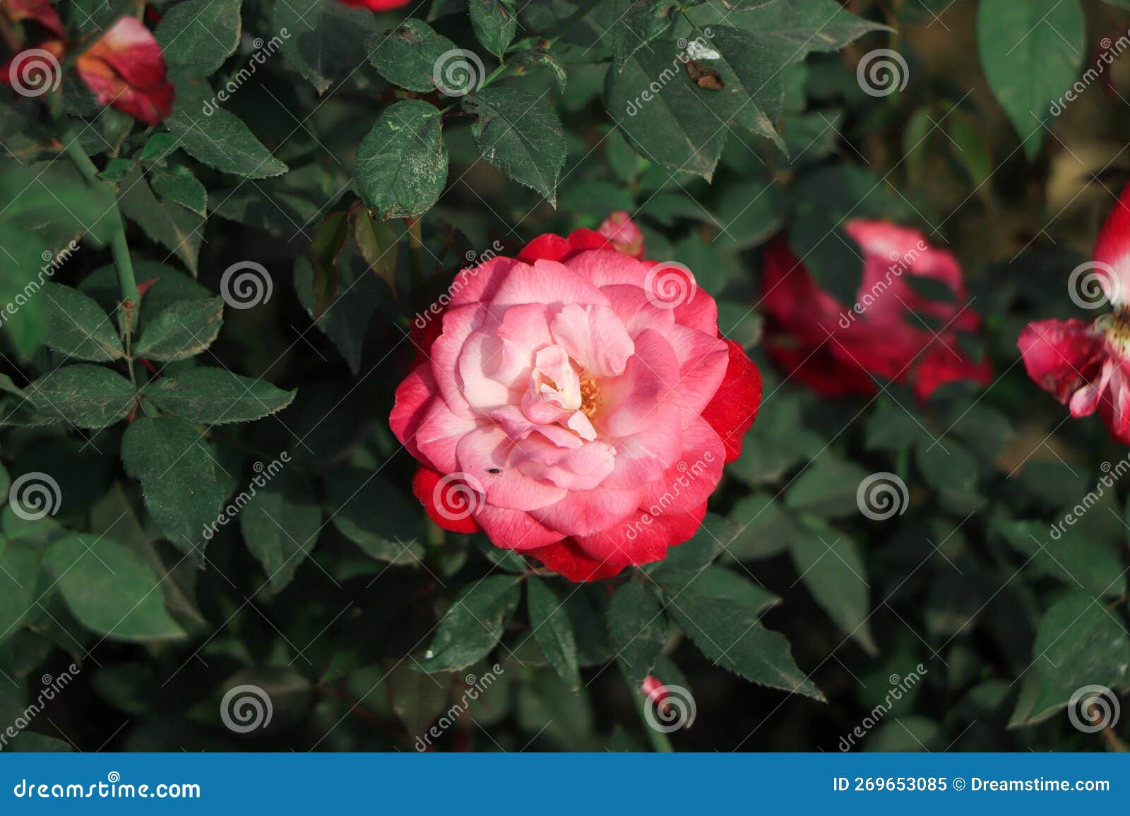 Pink and White Rose in Garden Stock Image Image of branch, romance