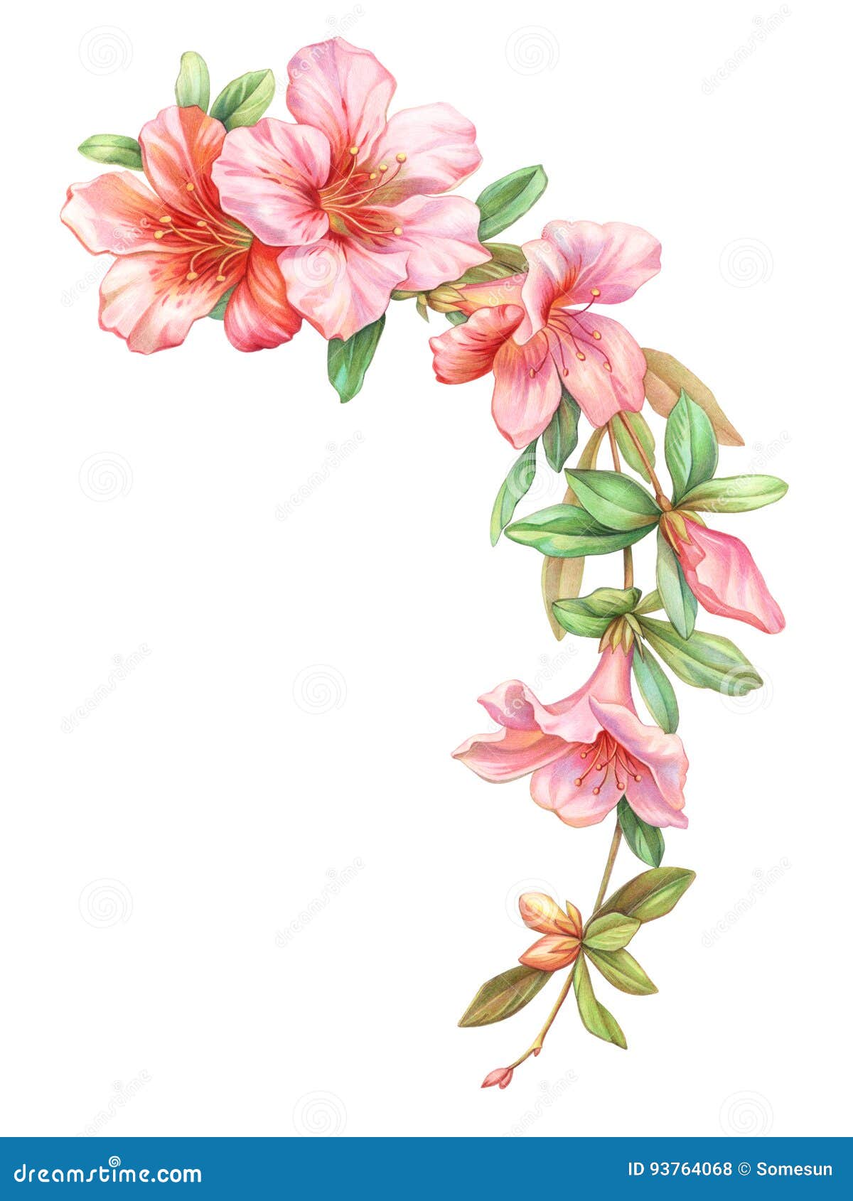 pink white rose vintage azalea flowers garland wreath  on white background. colored pencil watercolor .