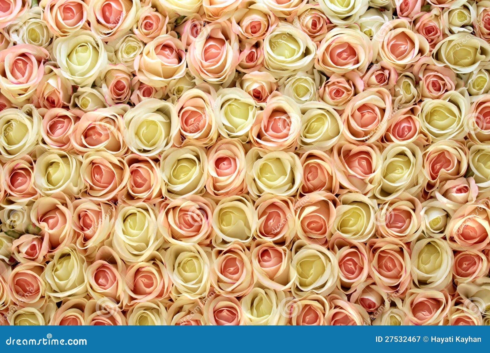 Pink And White Roses Background Royalty Free Stock Photography Image