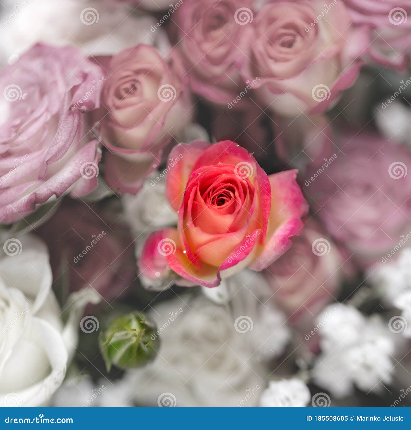 pink white roses