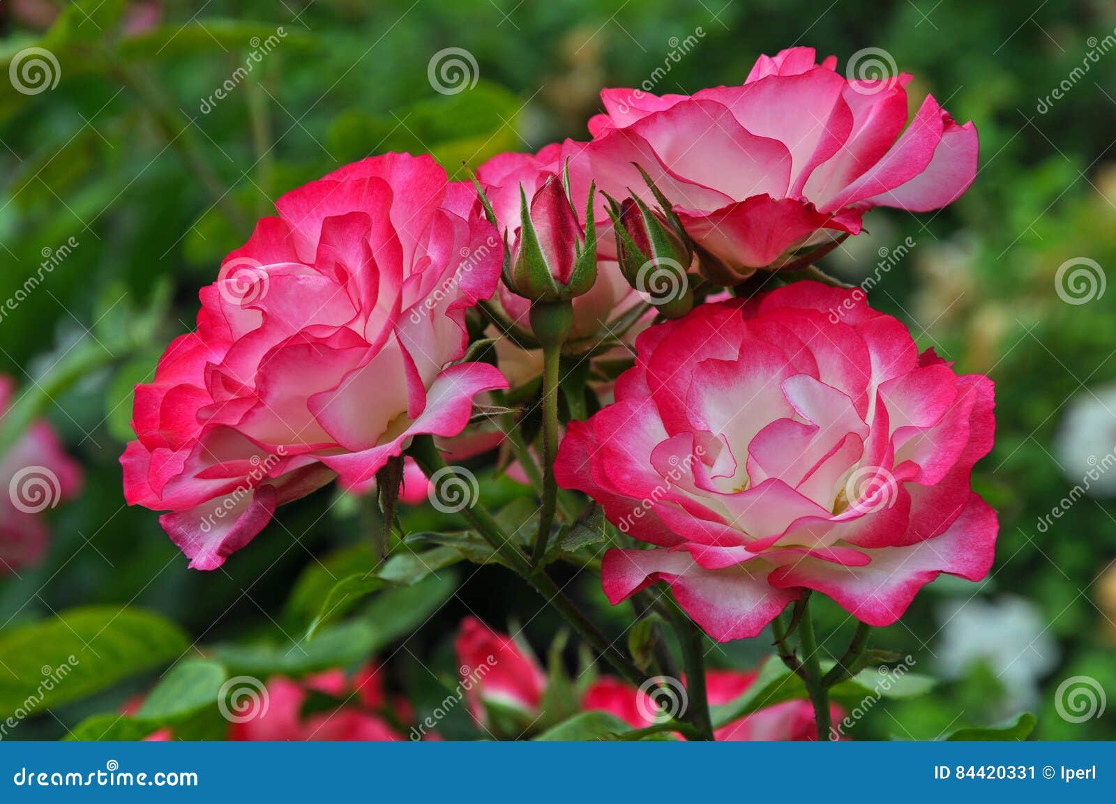 Pink and White Roses Garden Stock Image Image of pink, nature 84420331
