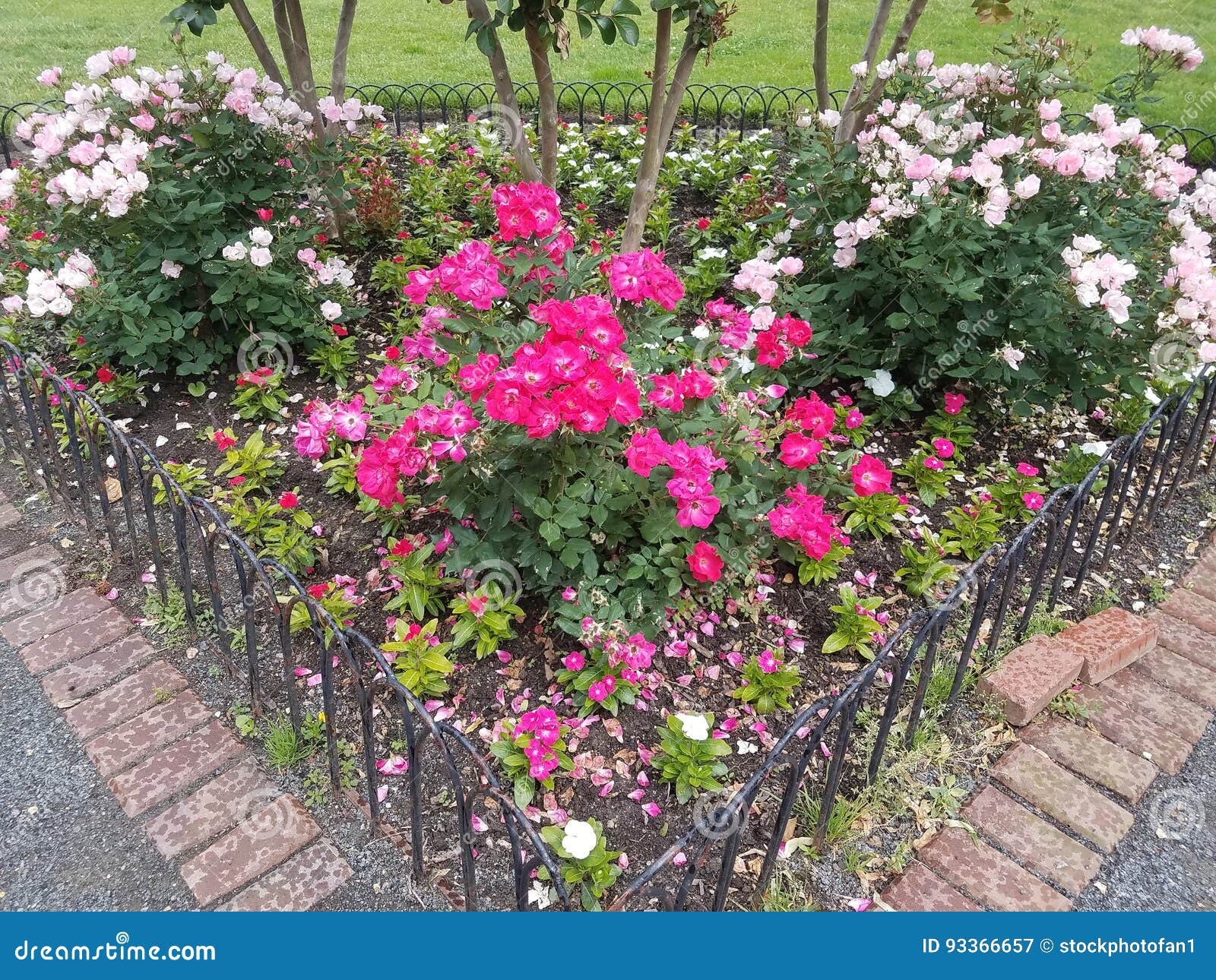 Pink and White Roses, Gravel, and Bricks Stock Image Image of grass