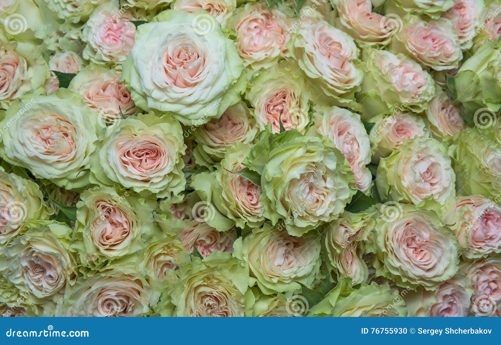 Pink and white roses stock photo. Image of pink, design 76755930