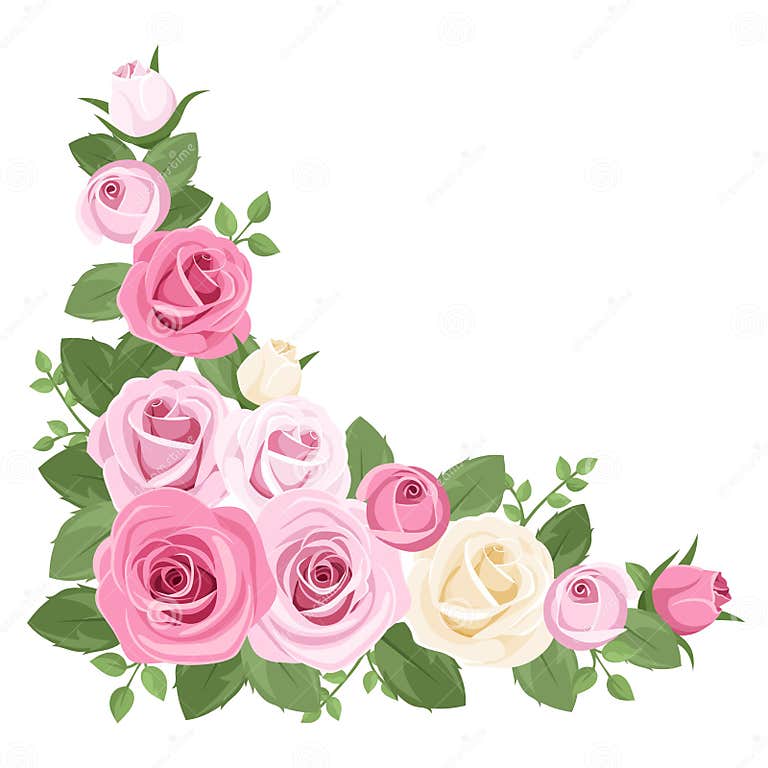 Pink and White Roses, Rosebuds and Leaves. Stock Vector - Illustration ...