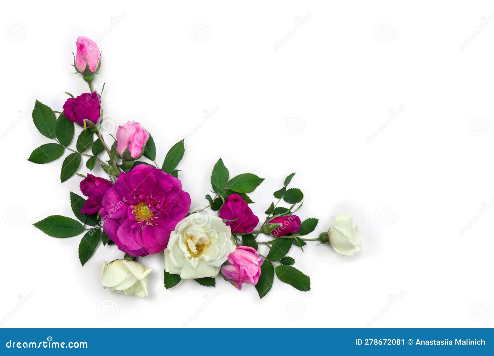 Pink and White Roses (shrub Rose) on a White Background with Space for