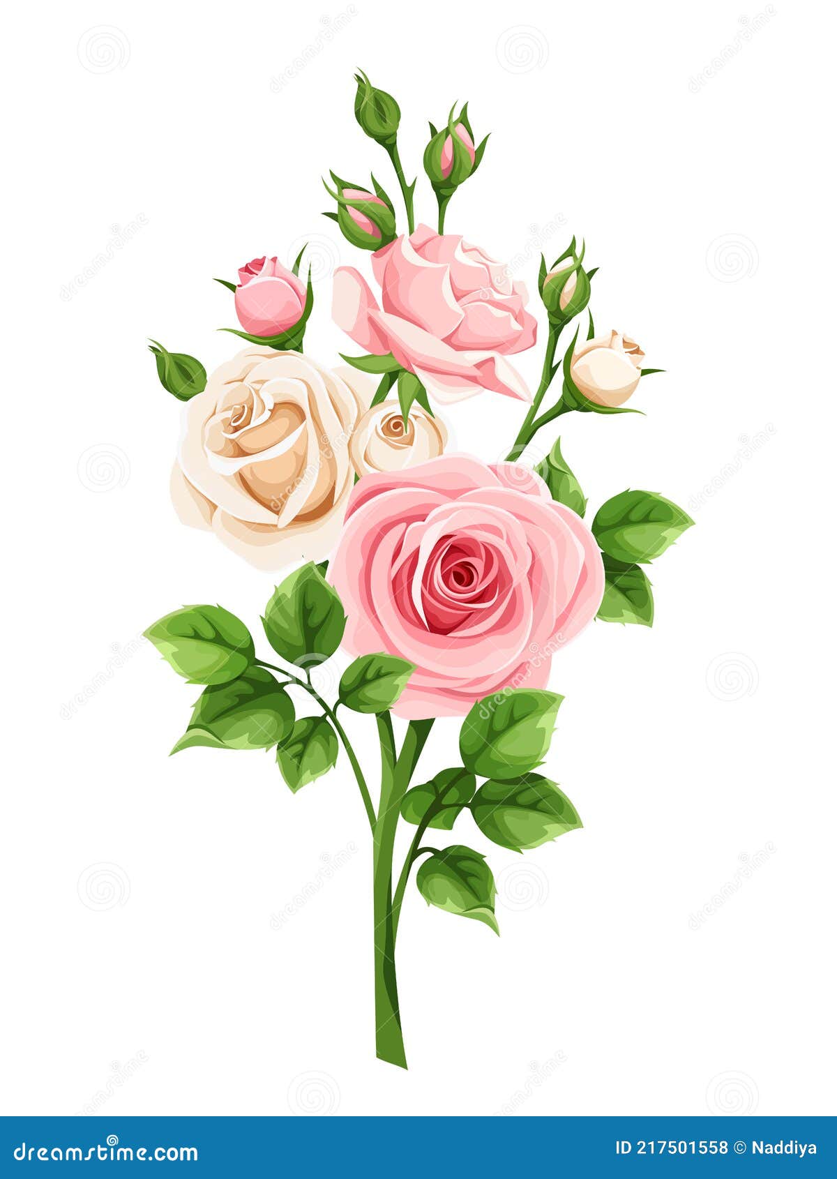Pink and White Roses. Vector Illustration. Stock Vector Illustration of branch, arrangement