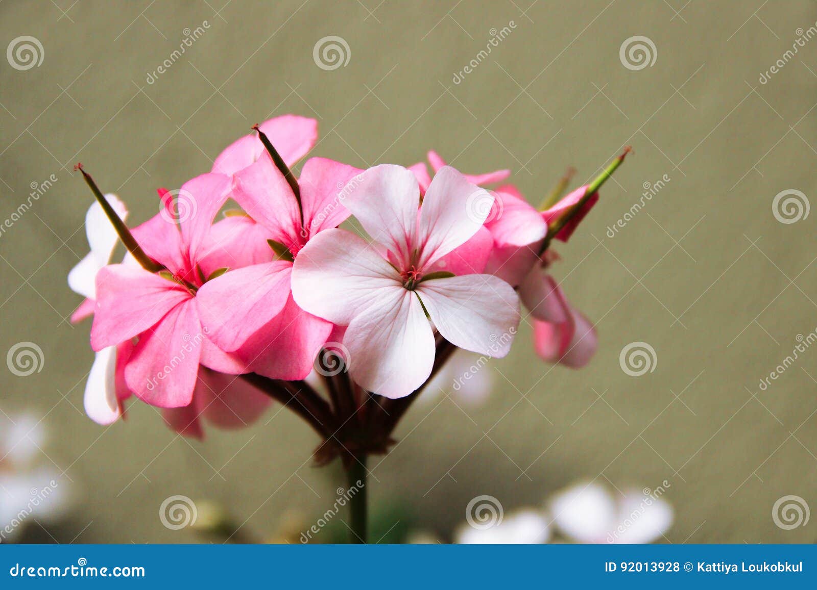 Pink and White Vinca Flowers Stock Photo Image of tropical, flora