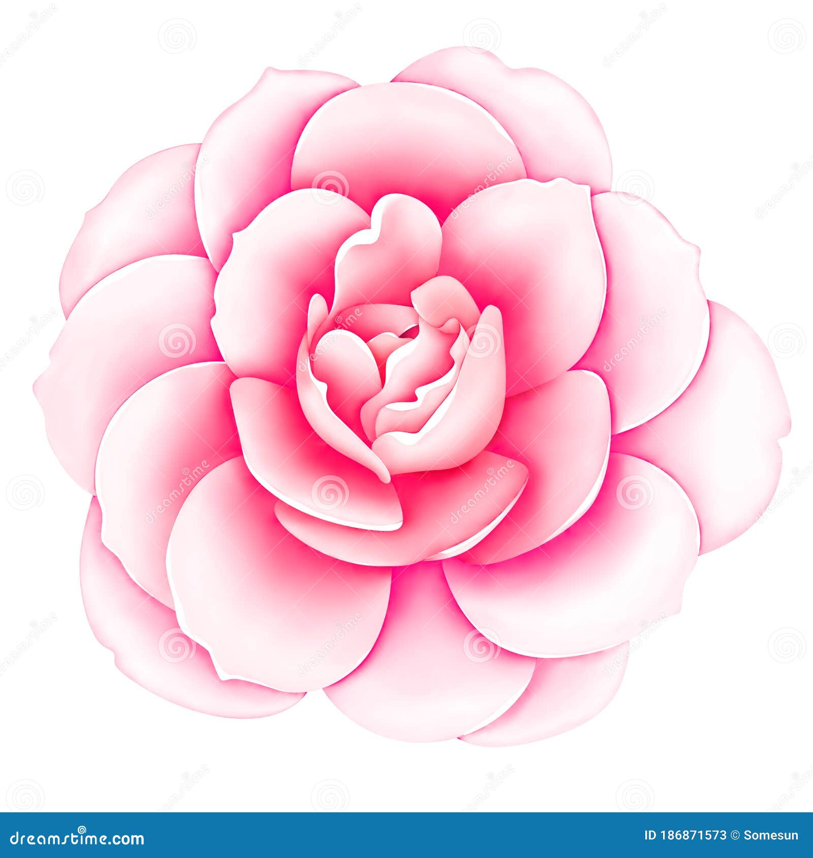 Trên hình ảnh này, bông Hoa hồng cổ điển màu hồng trắng trên nền trắng sáng chắc chắn sẽ mang lại cho bạn những cảm xúc tốt đẹp nhất. Sự tươi mới của chúng sẽ làm bạn tự tin hơn để tìm kiếm những điều mới mẻ trong cuộc sống của mình.