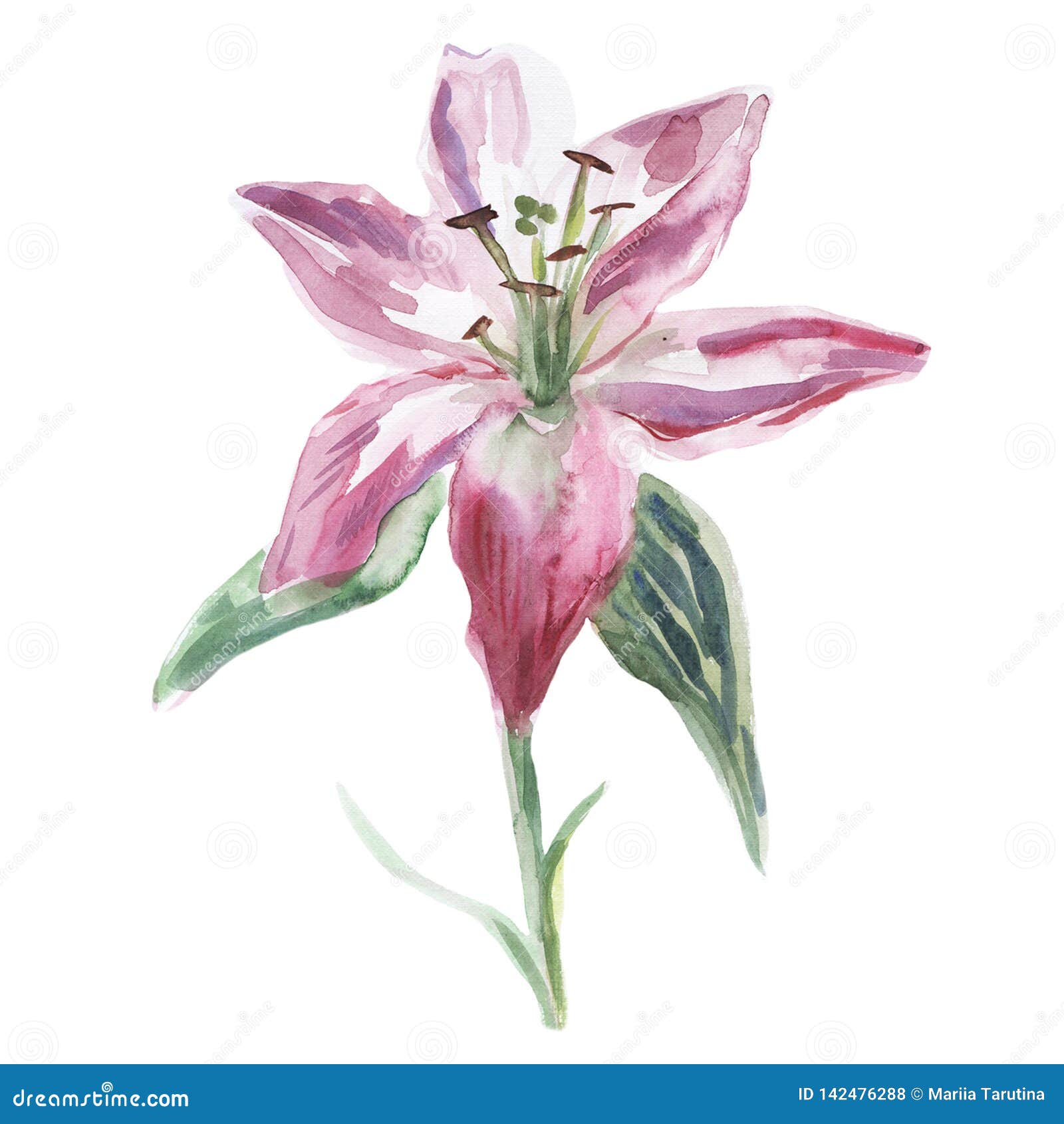 Pink And White Watercolor Lily On A White Background Stock Illustration ...
