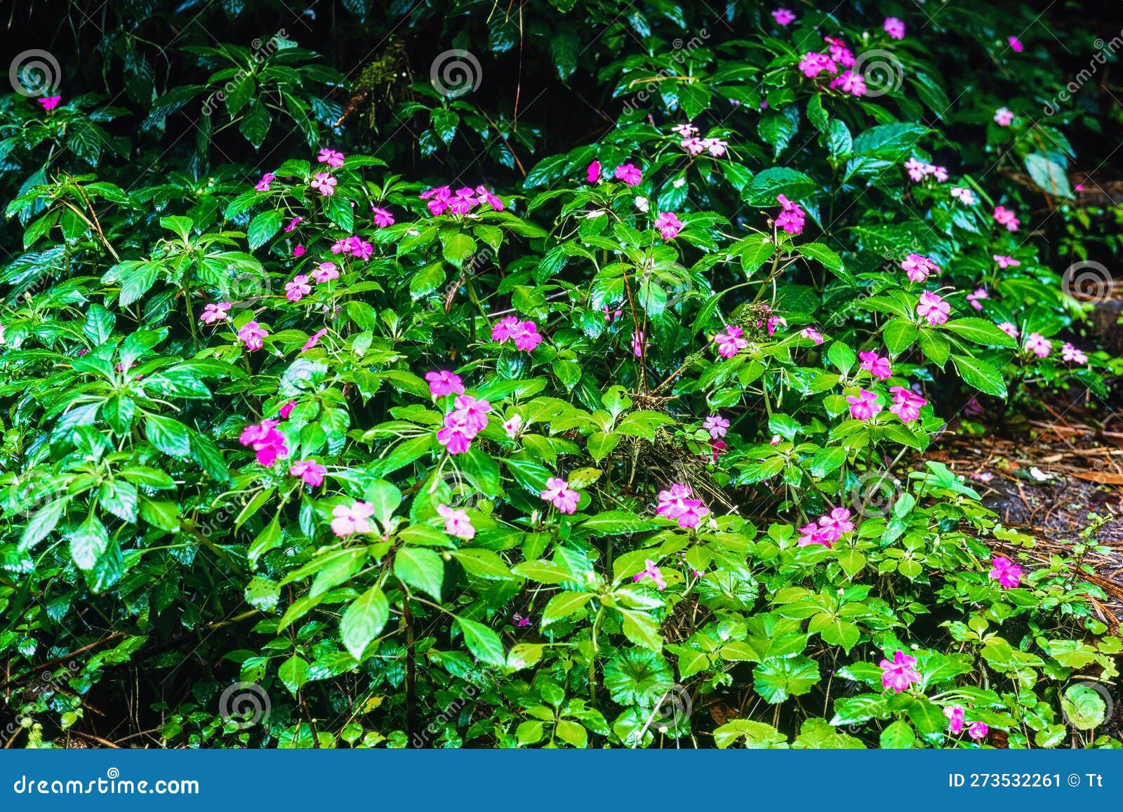Pink Wild Flowers on the Forest Floor in a Rainforest Stock Image