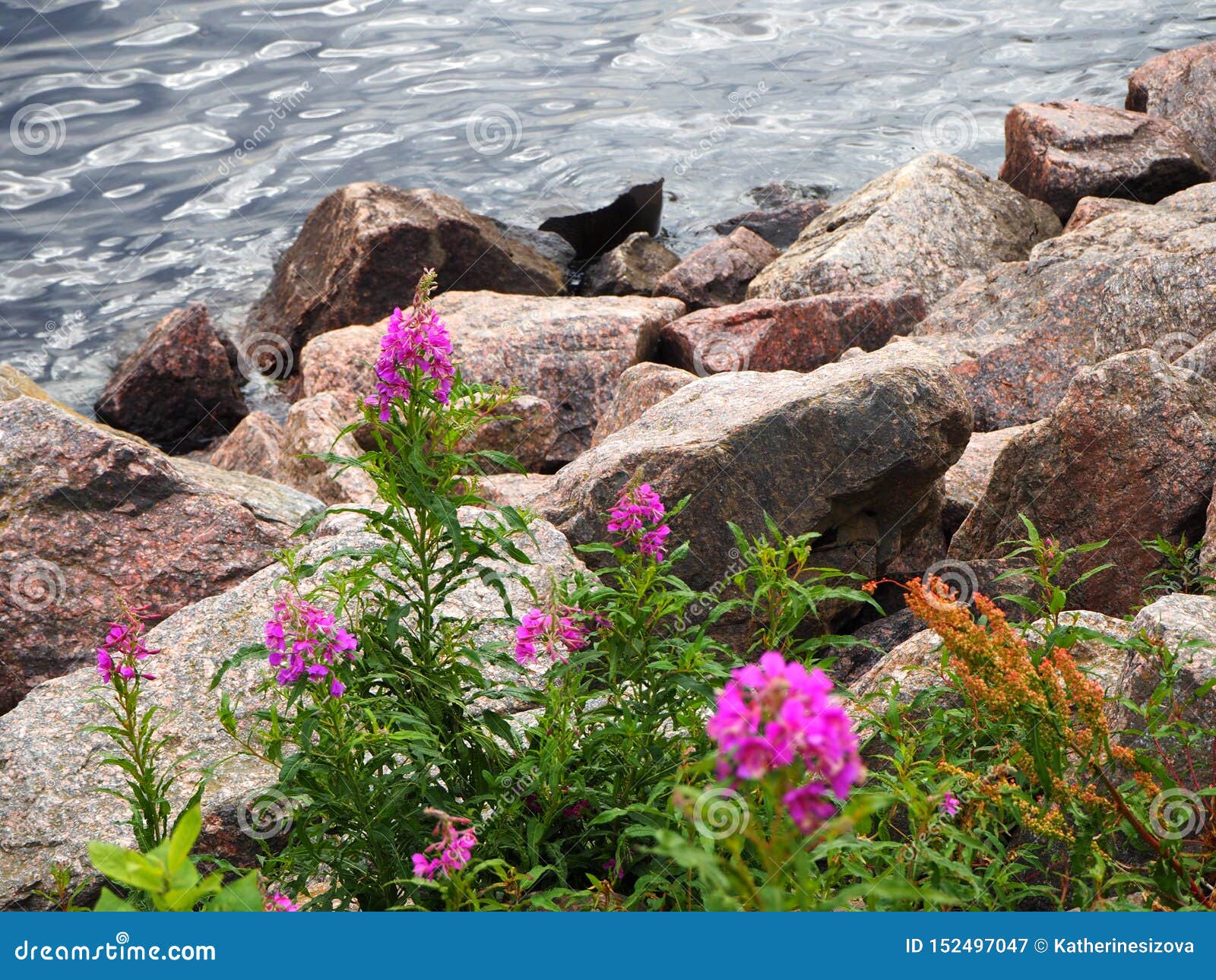 Pink Wild Flowers Grow On The Coast On The Rock And Sea Water