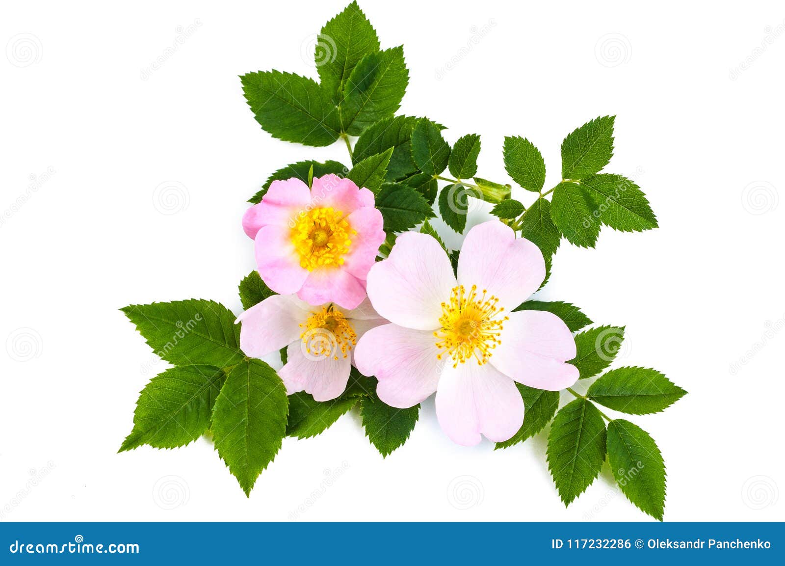 Pink Wild Rose or Dog Rose Flowers with Green Leaves. Over White Stock ...