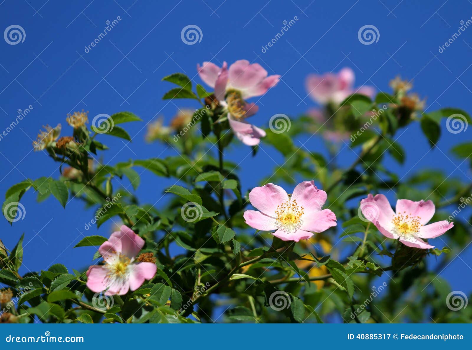 Pink Wild Roses In A Bush Of Thorns In Spring Stock Image Image of gardener, shrub 40885317