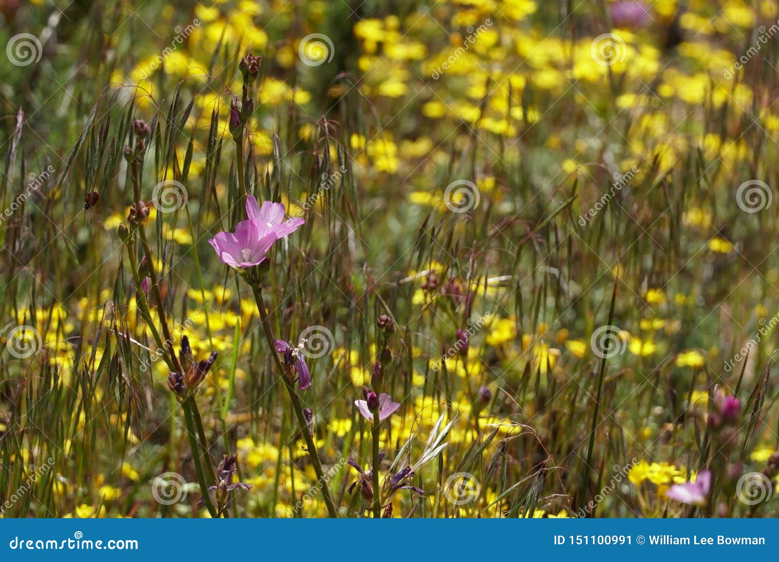Pink Wildflower In A Field Of Yellow, Wide Stock Image ...