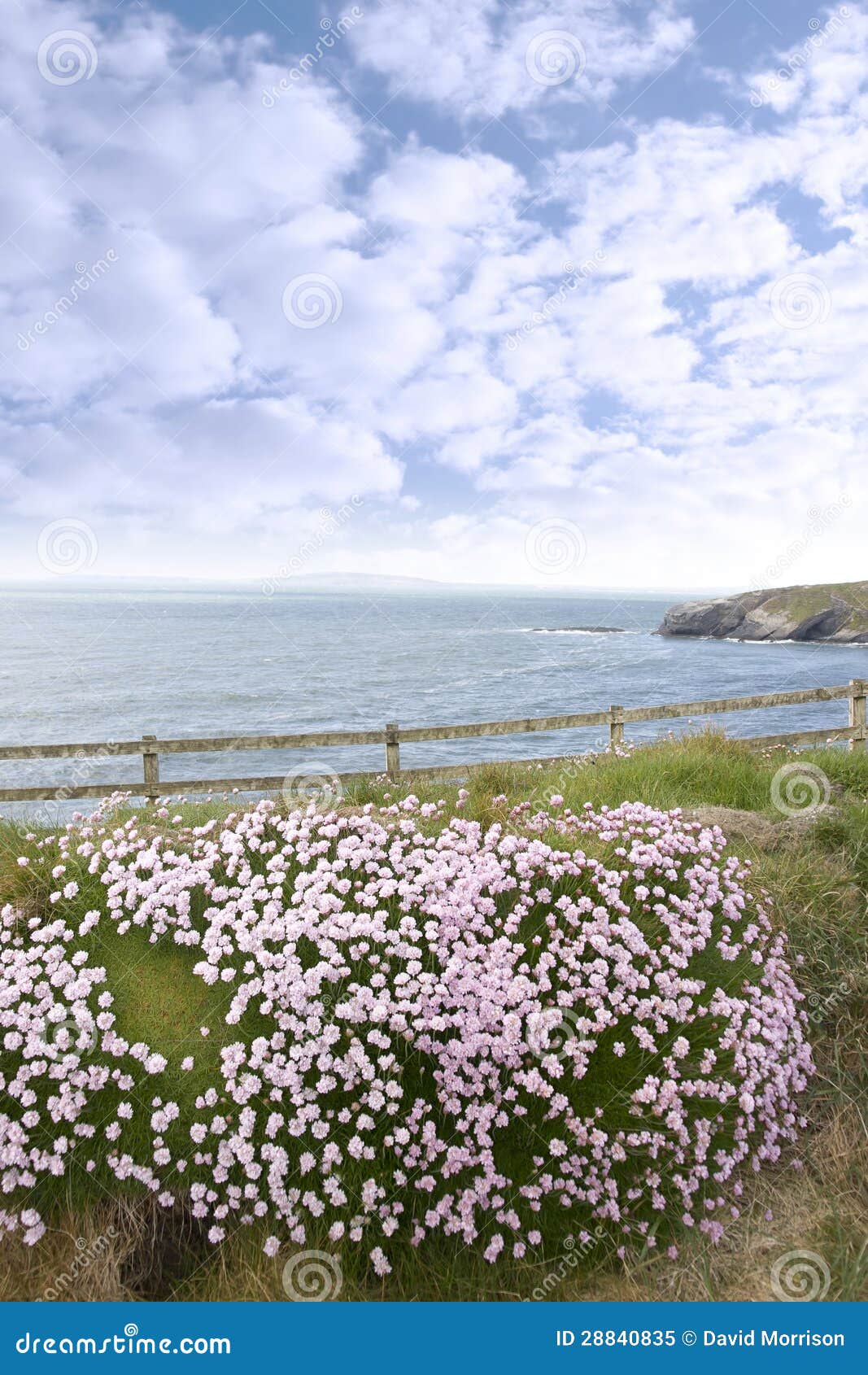 Pink Wildflowers on the Cliff Top Stock Image Image of grass